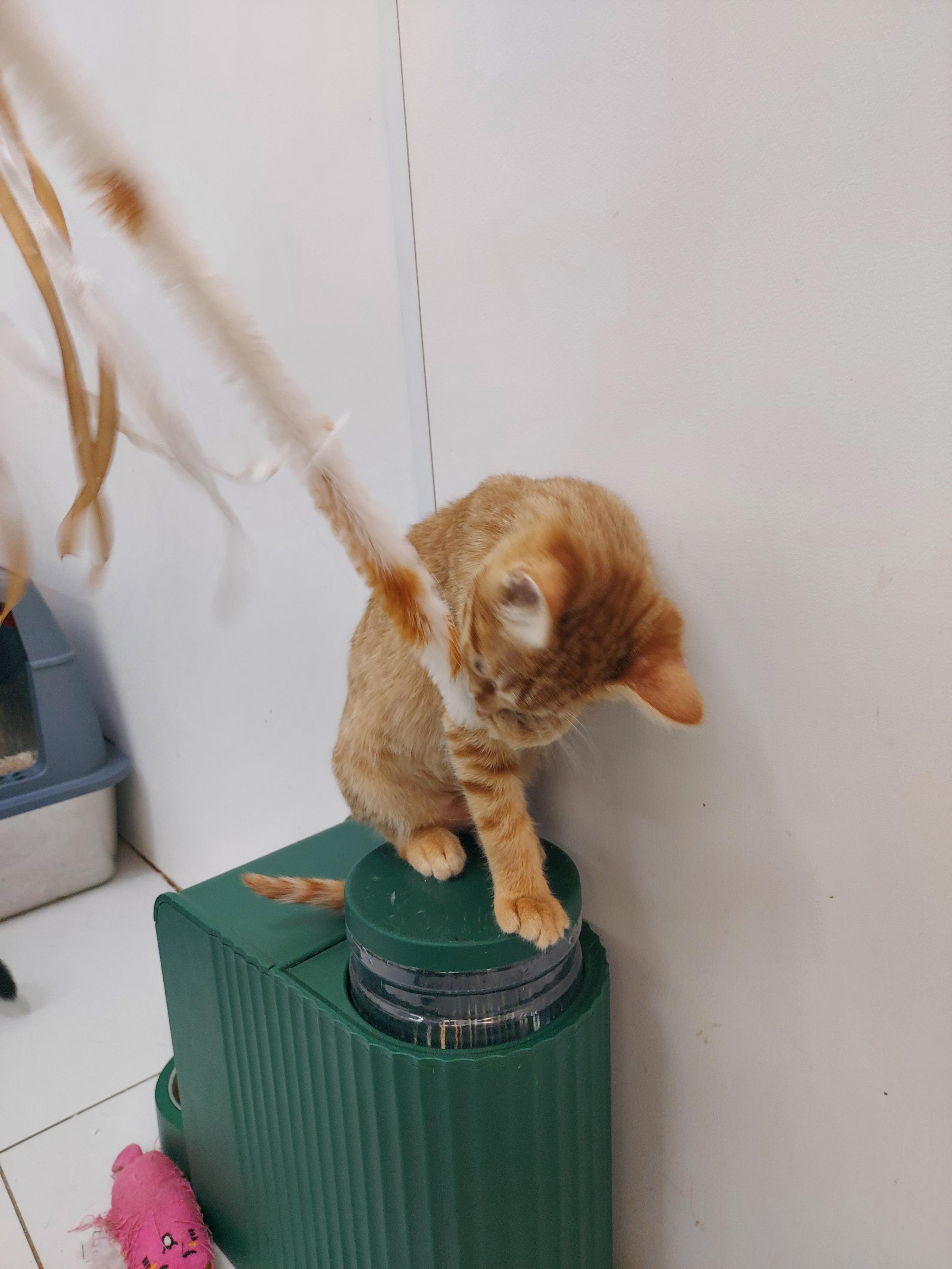 Enlarge Bubbalicious, a Adopted Domestic Short Hair in chino, CA image 3/4