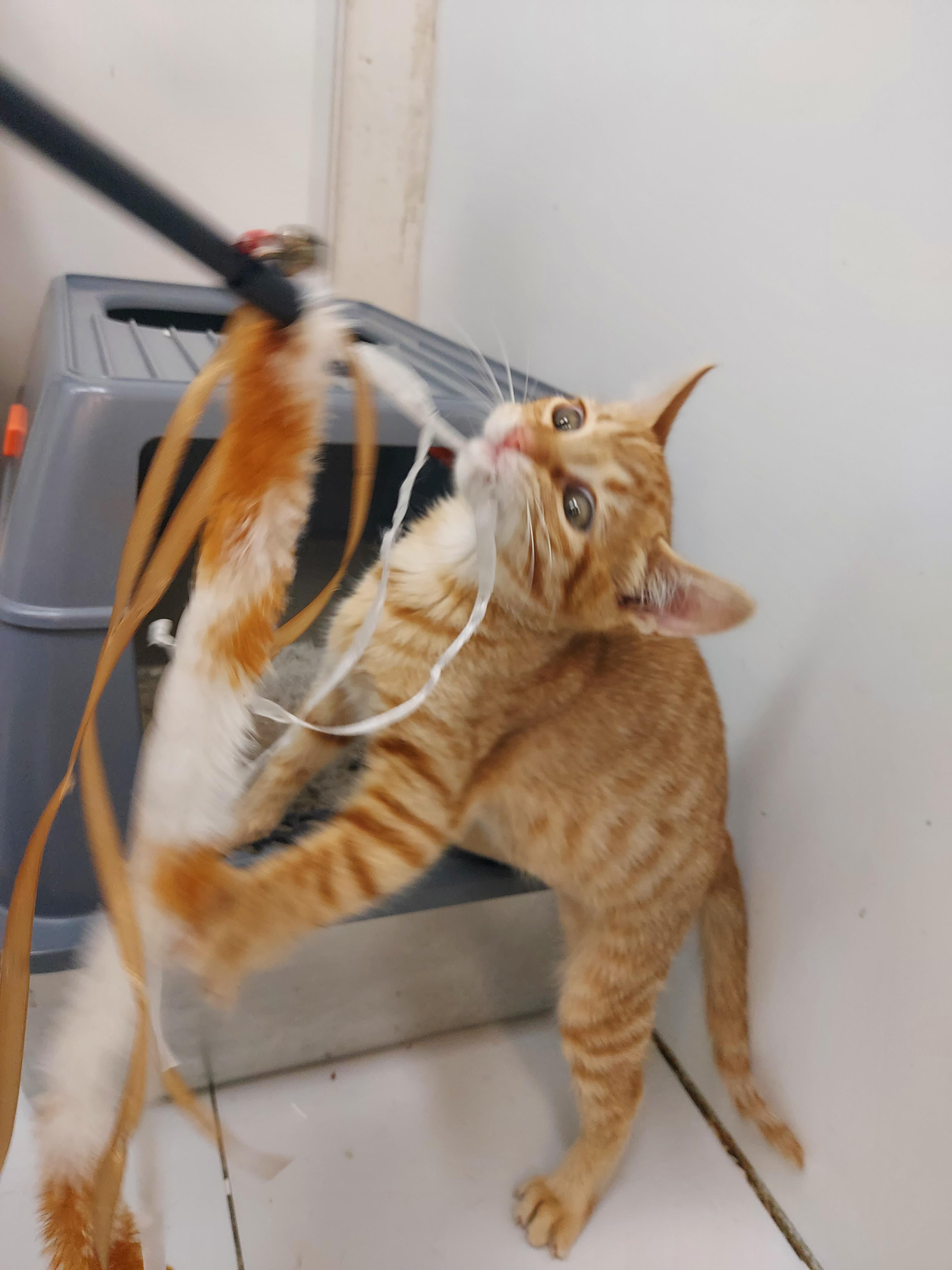 Enlarge Bubbalicious, a Adopted Domestic Short Hair in chino, CA image 4/4