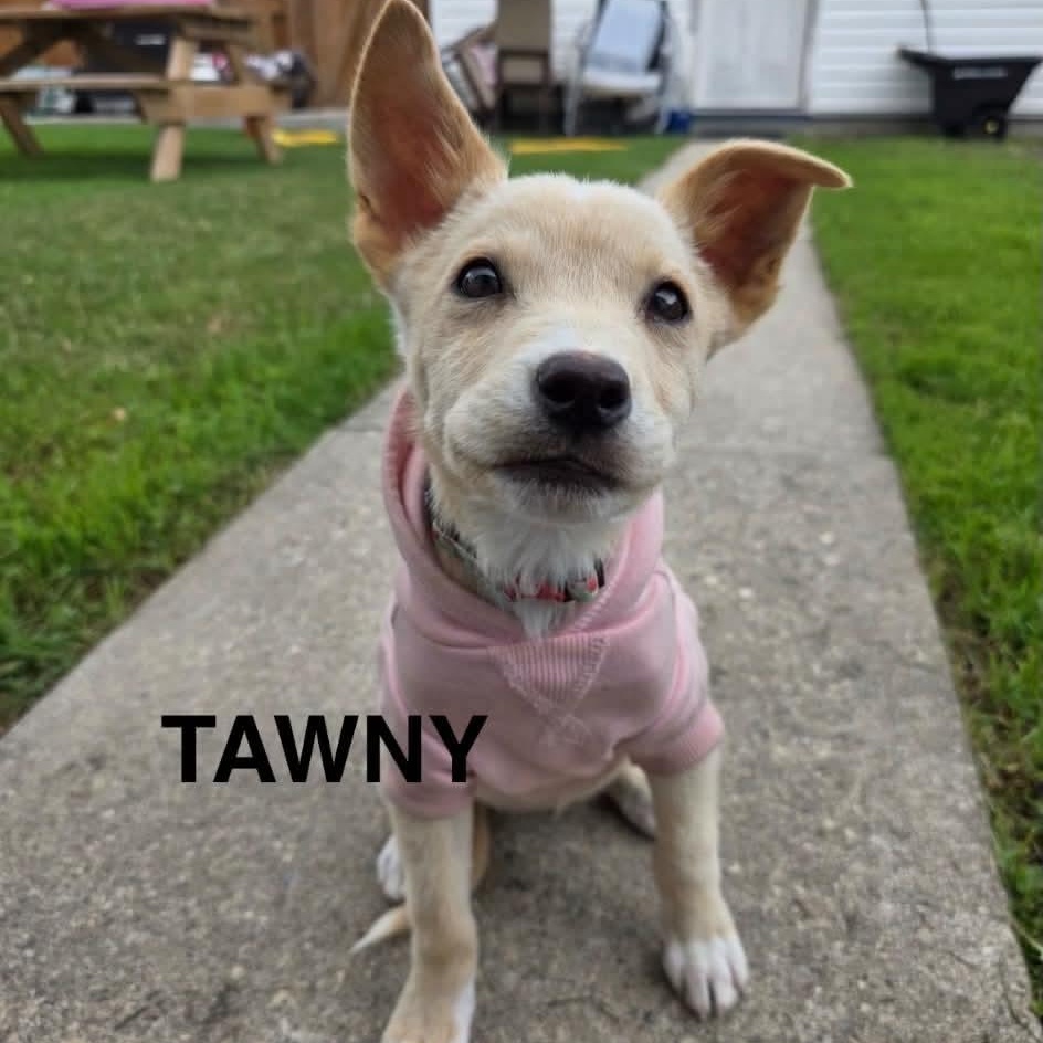 Enlarge Tawny, a Adopted mixed breed in Winnipeg, MB image 1/6