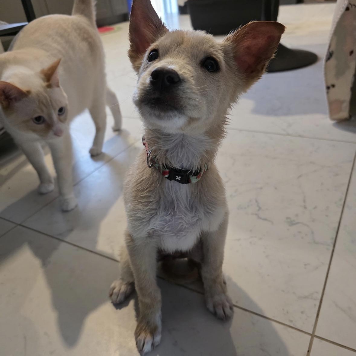 Enlarge Tawny, a Adopted mixed breed in Winnipeg, MB image 2/6
