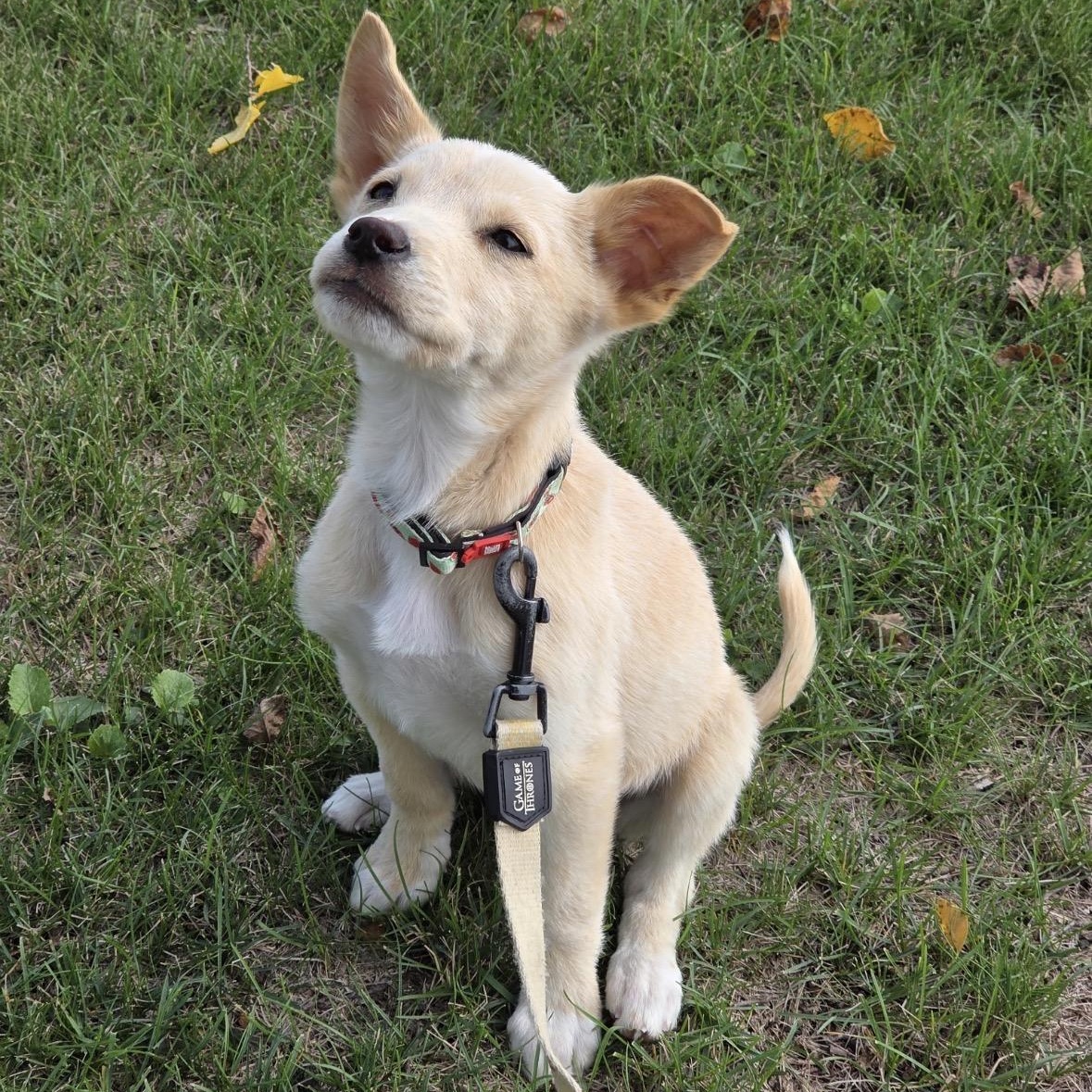 Enlarge Tawny, a Adopted mixed breed in Winnipeg, MB image 6/6