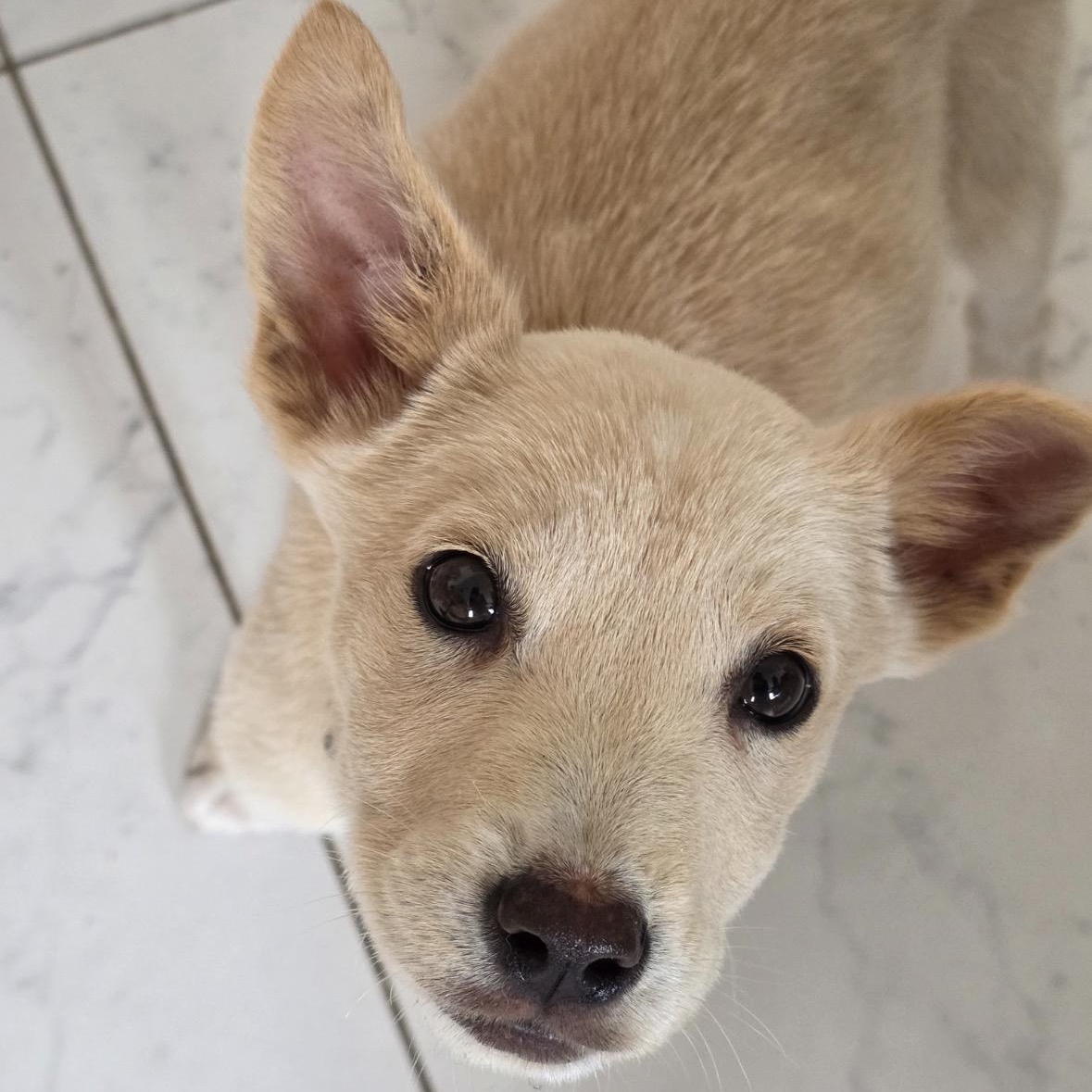 Enlarge Tawny, a Adopted mixed breed in Winnipeg, MB image 5/6