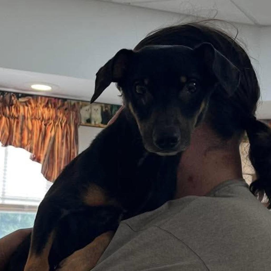 Enlarge Lucius, a Adoptable Dachshund in Franklin, PA image 1/1