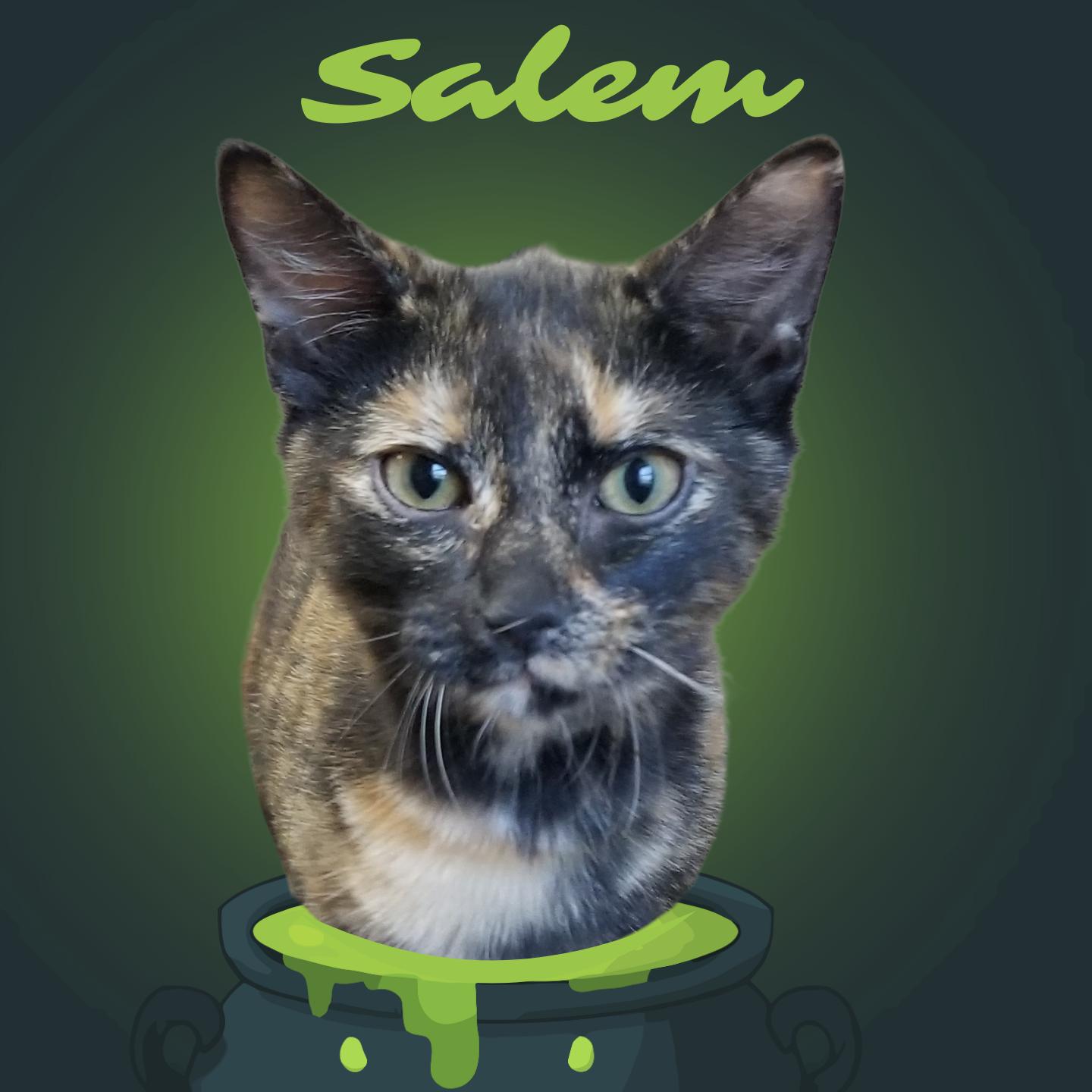 Salem, adoptable, Young Female Domestic Short Hair.
