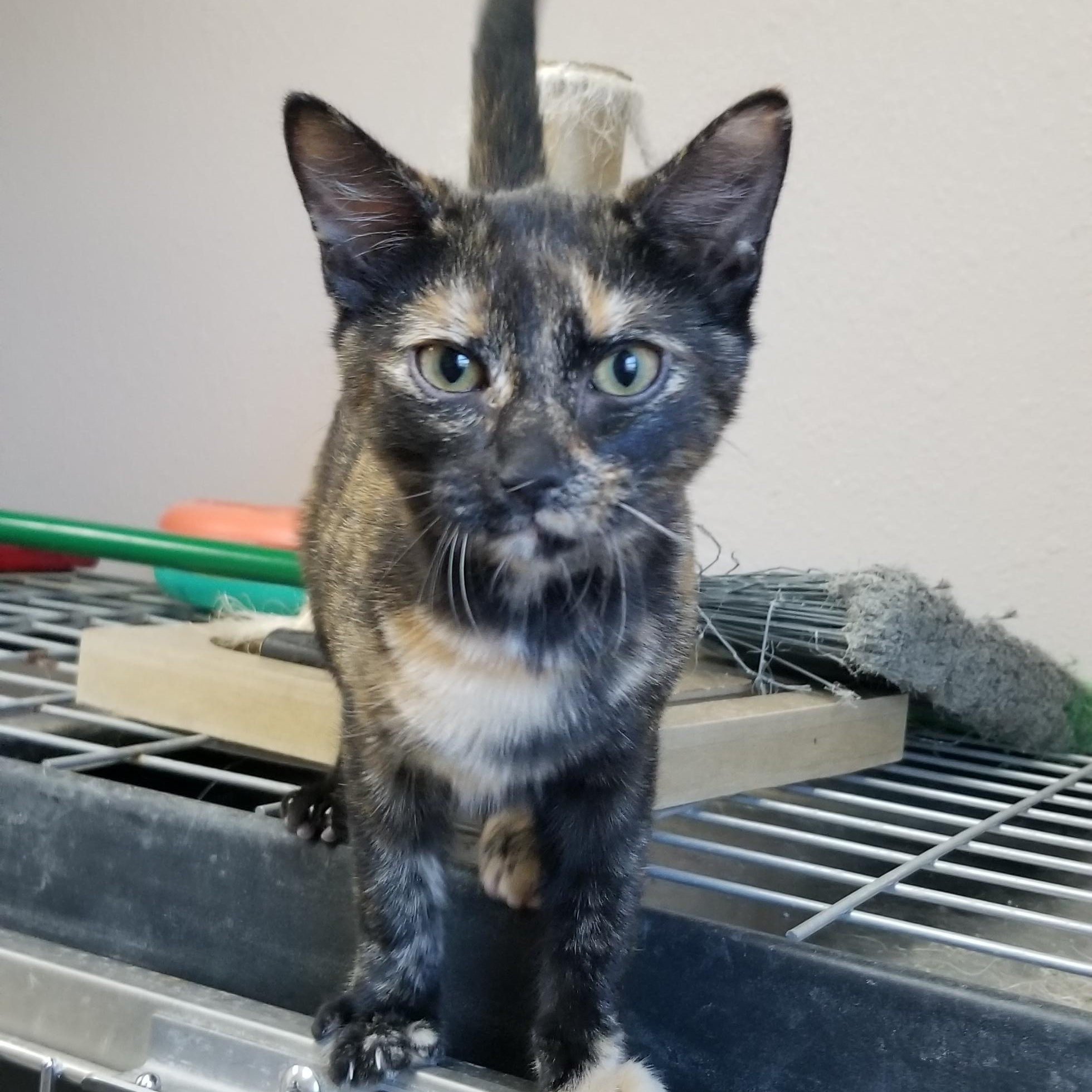 Enlarge Salem, an adoptable Domestic Short Hair in Aransas Pass, TX image 2/2