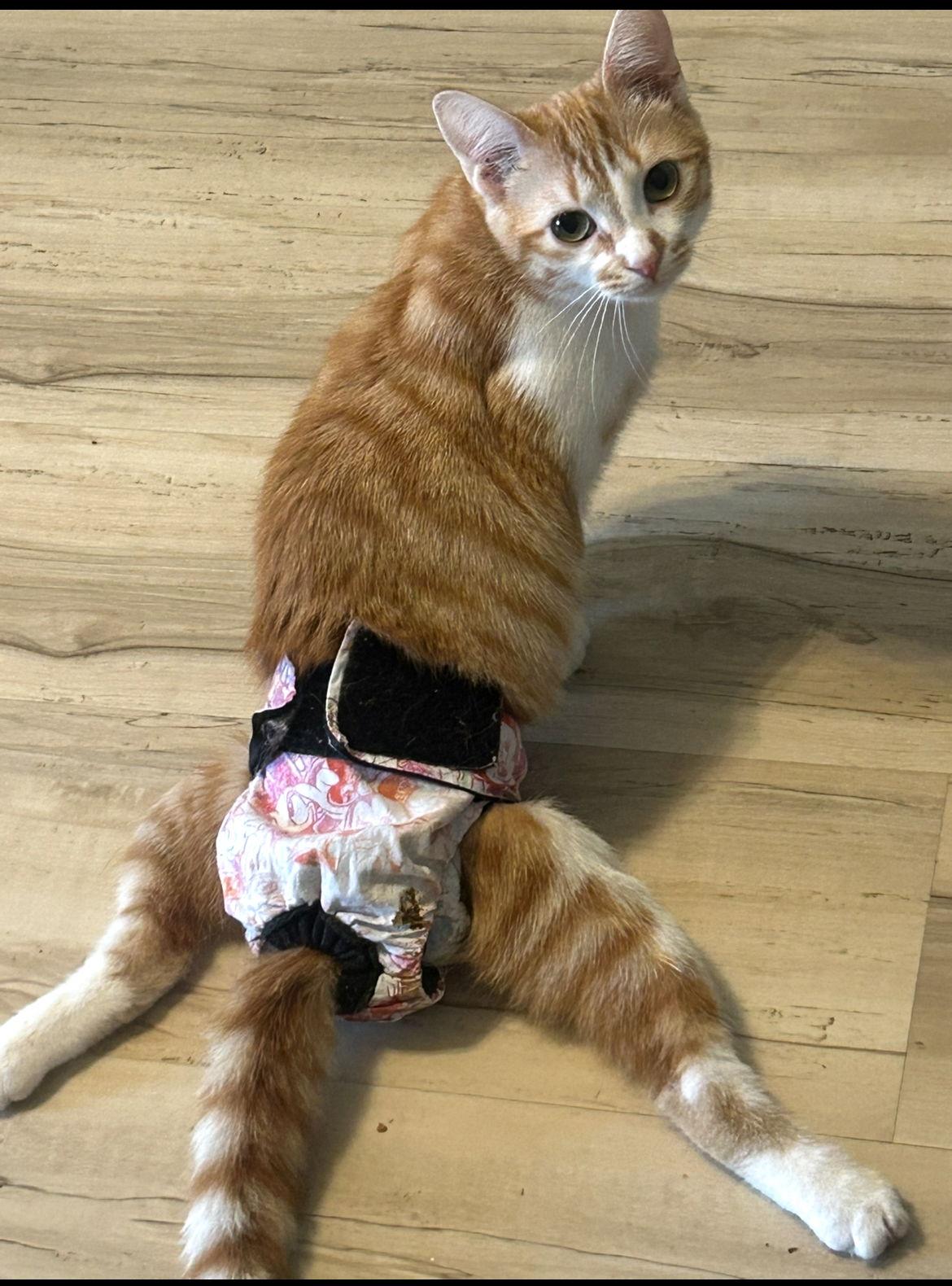 Katy, Adoptable, Young Female Tabby & Domestic Short Hair.