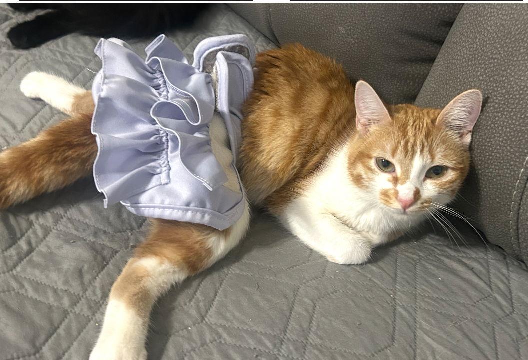 Enlarge Katy, a Adoptable mixed breed in Dickinson, TX image 2/2