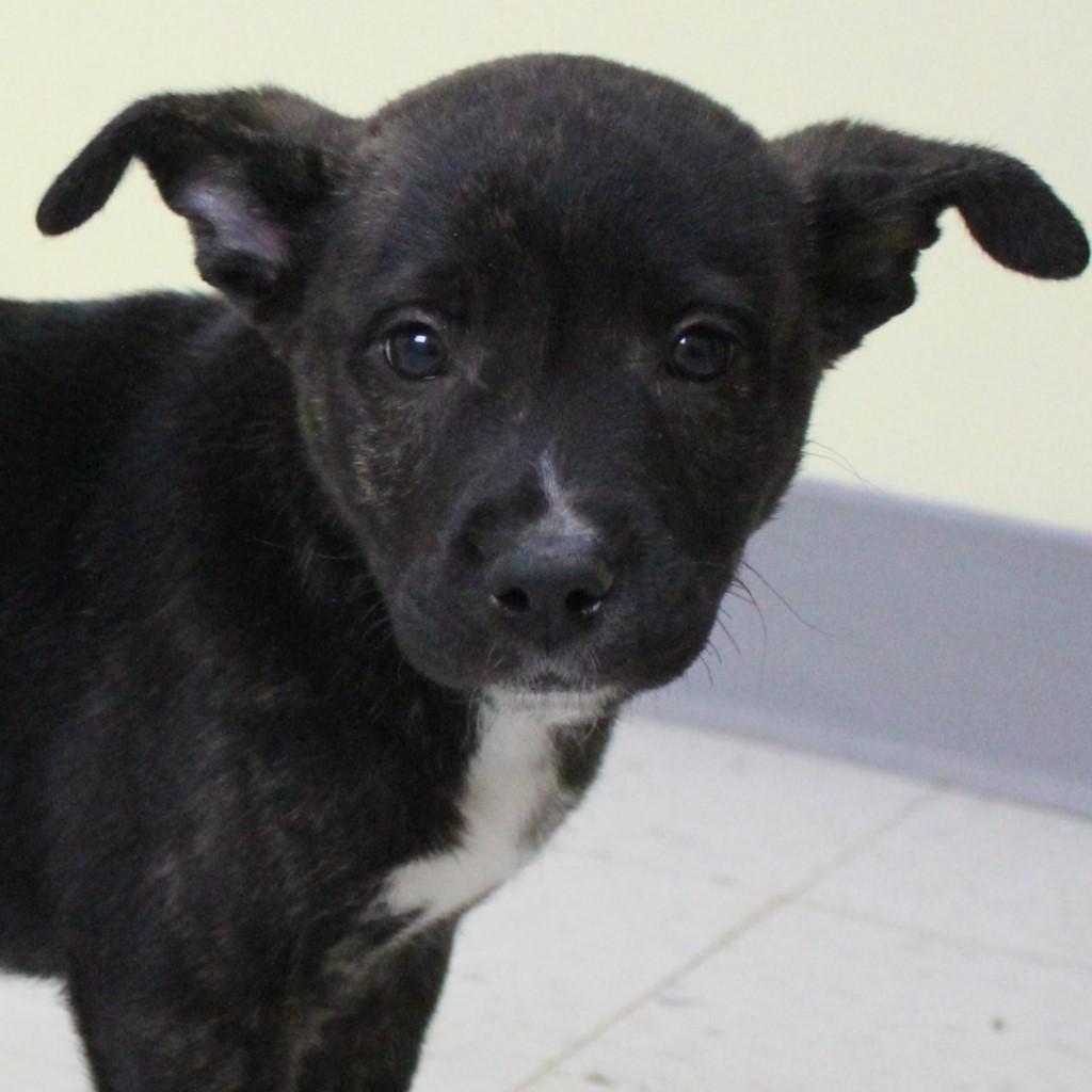 Turkey Lurky thumbnail 2