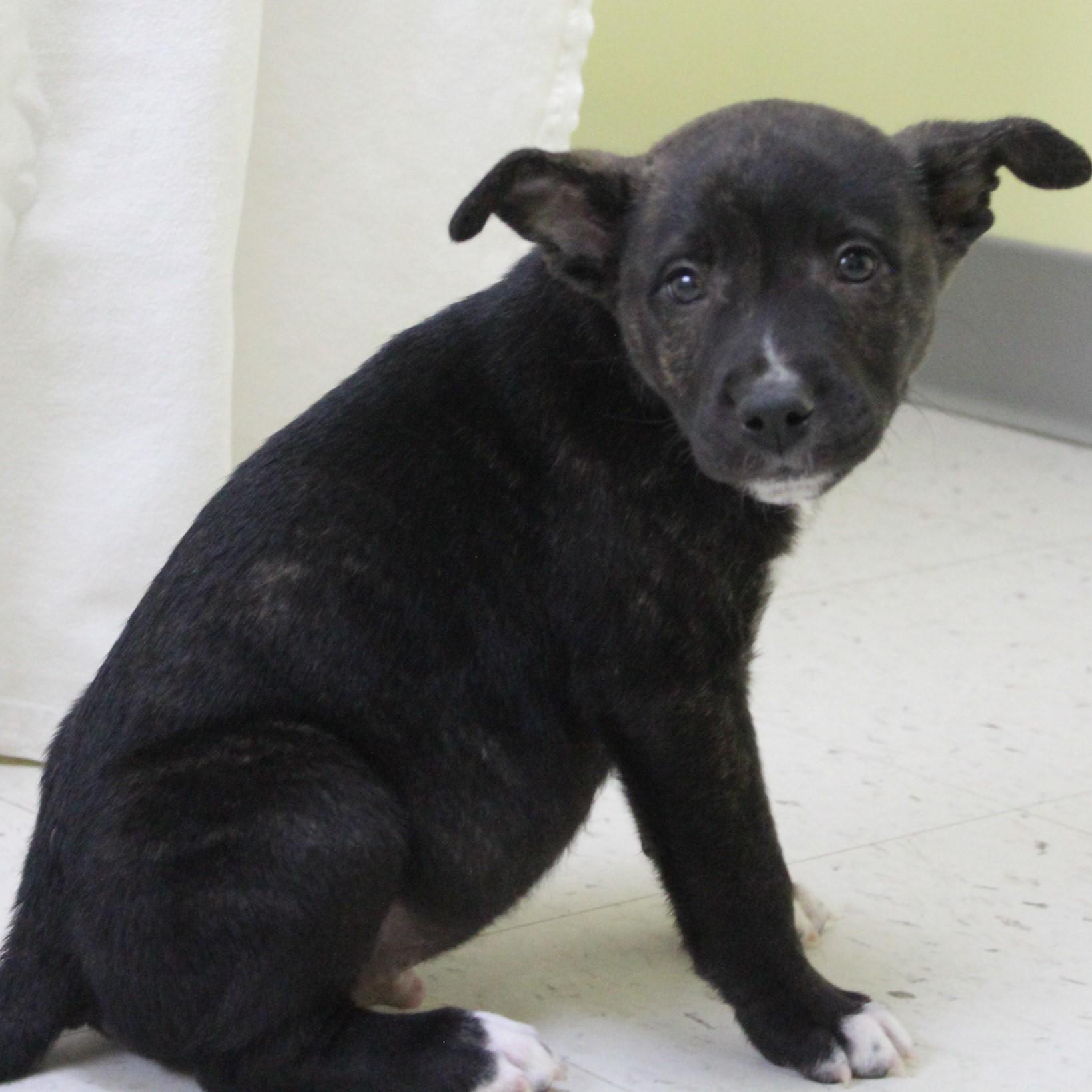 Turkey Lurky thumbnail 3