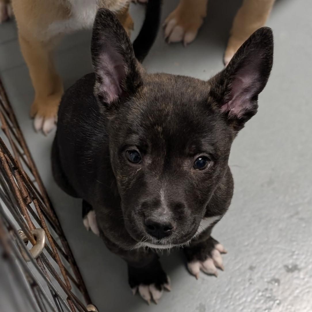 Turkey Lurky thumbnail 4