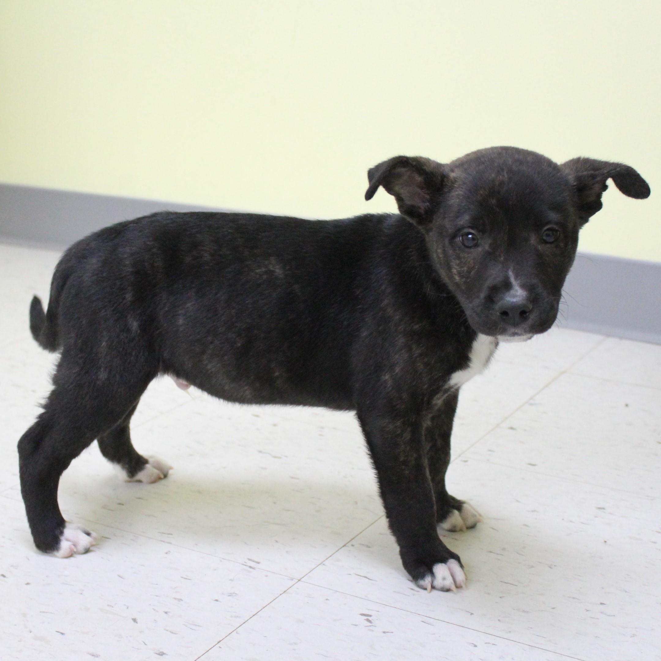 Turkey Lurky thumbnail 4