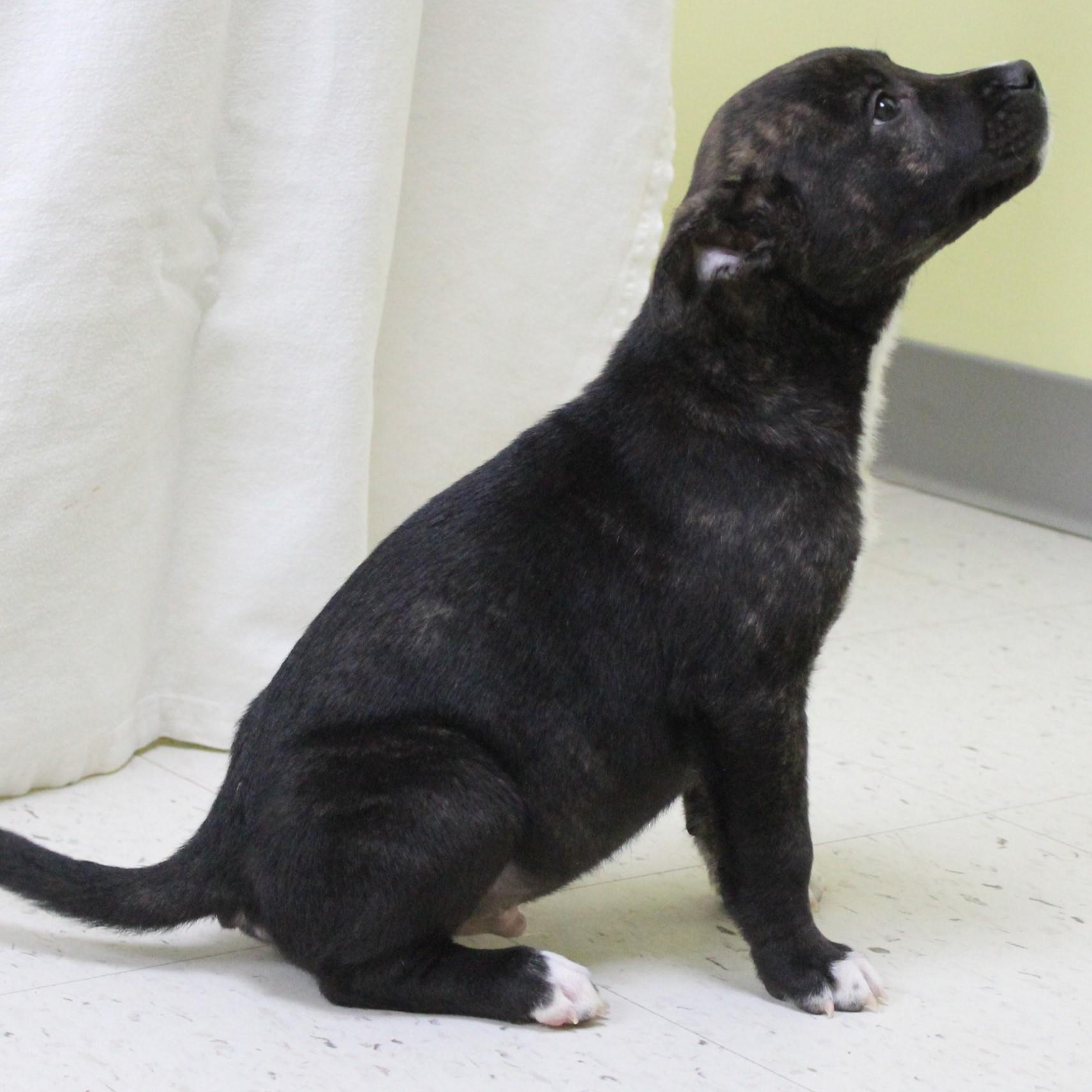 Turkey Lurky thumbnail 6