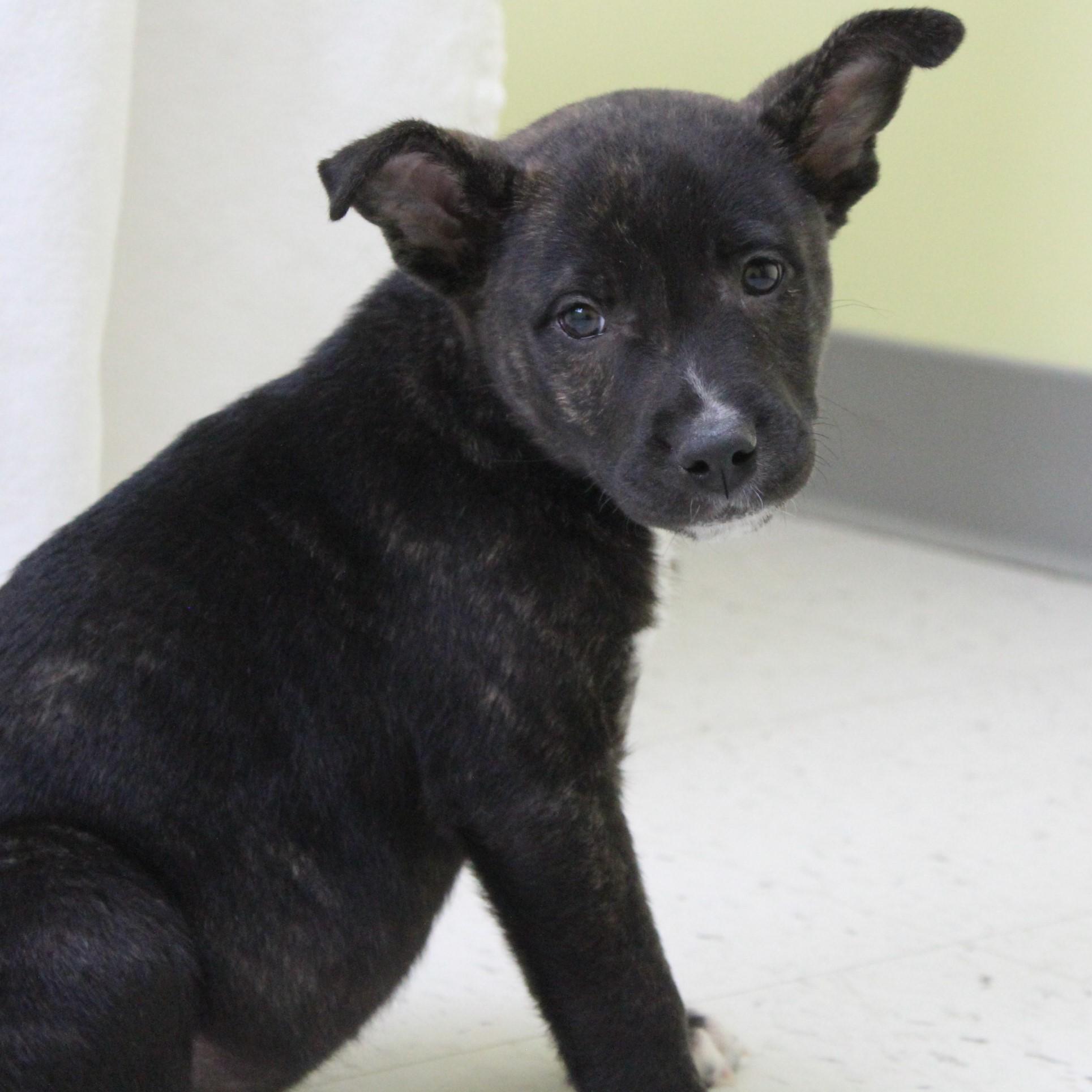 Turkey Lurky thumbnail 5