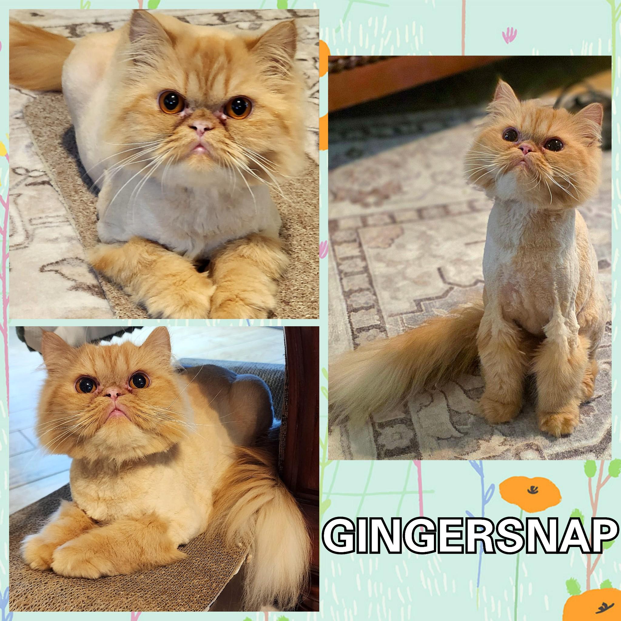 Enlarge Gingersnap, a Adoptable Persian in Converse, TX image 5/5