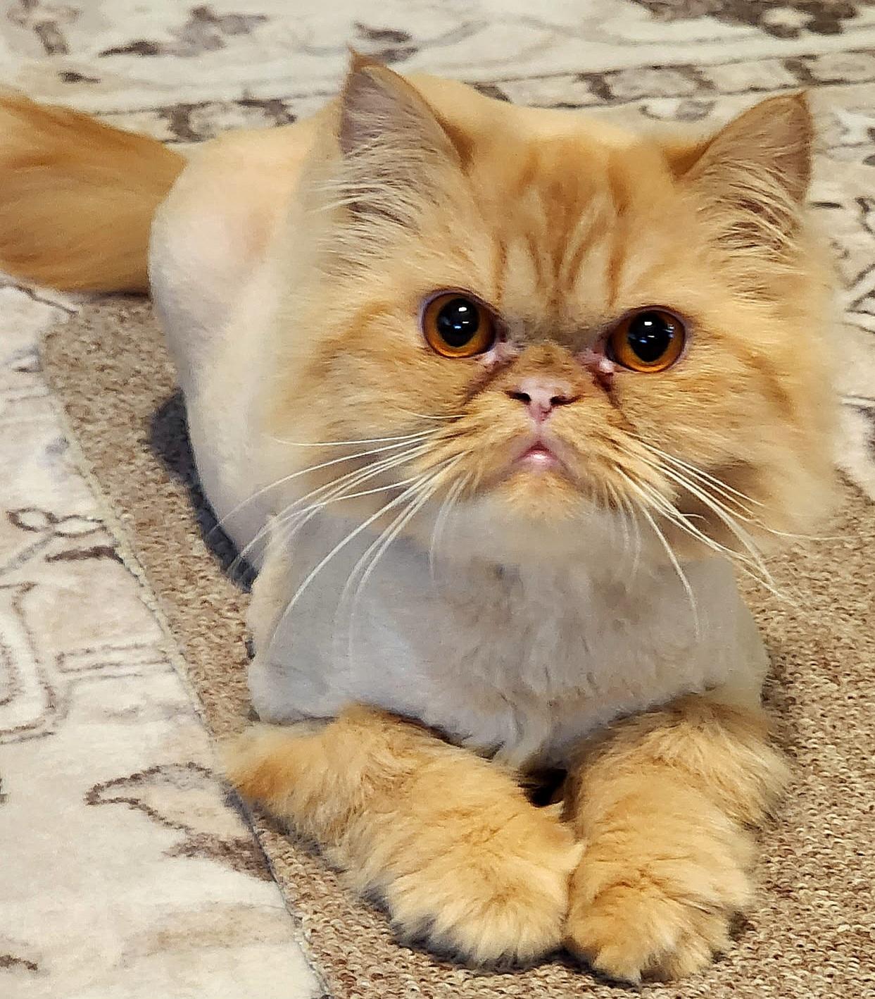 Enlarge Gingersnap, a Adoptable Persian in Converse, TX image 2/5