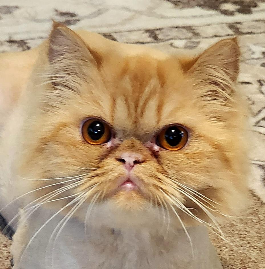 Enlarge Gingersnap, a Adoptable Persian in Converse, TX image 1/5