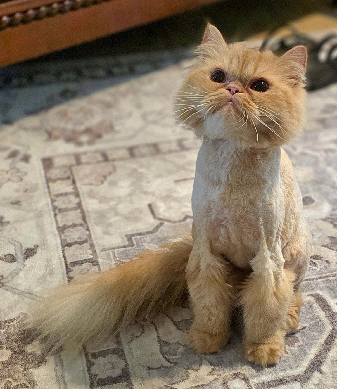 Enlarge Gingersnap, a Adoptable Persian in Converse, TX image 4/5