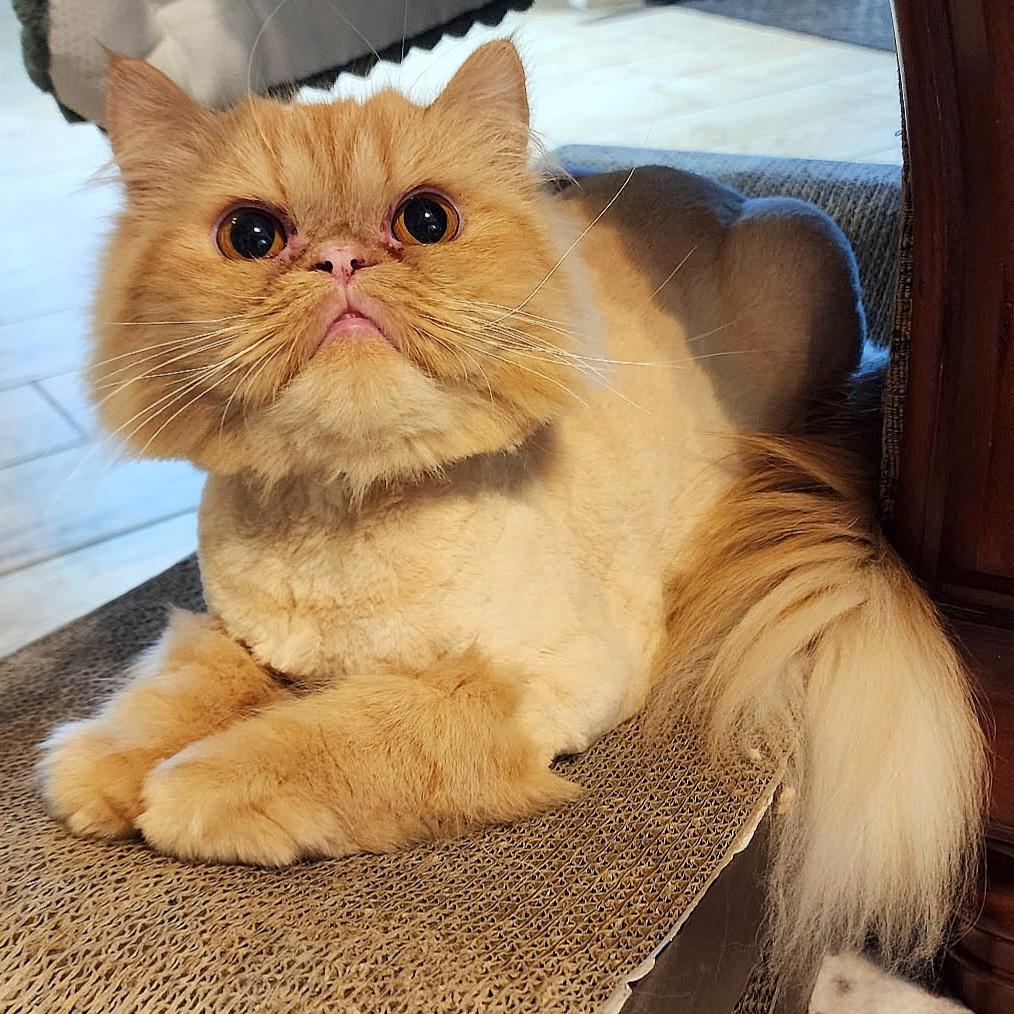 Enlarge Gingersnap, a Adoptable Persian in Converse, TX image 3/5