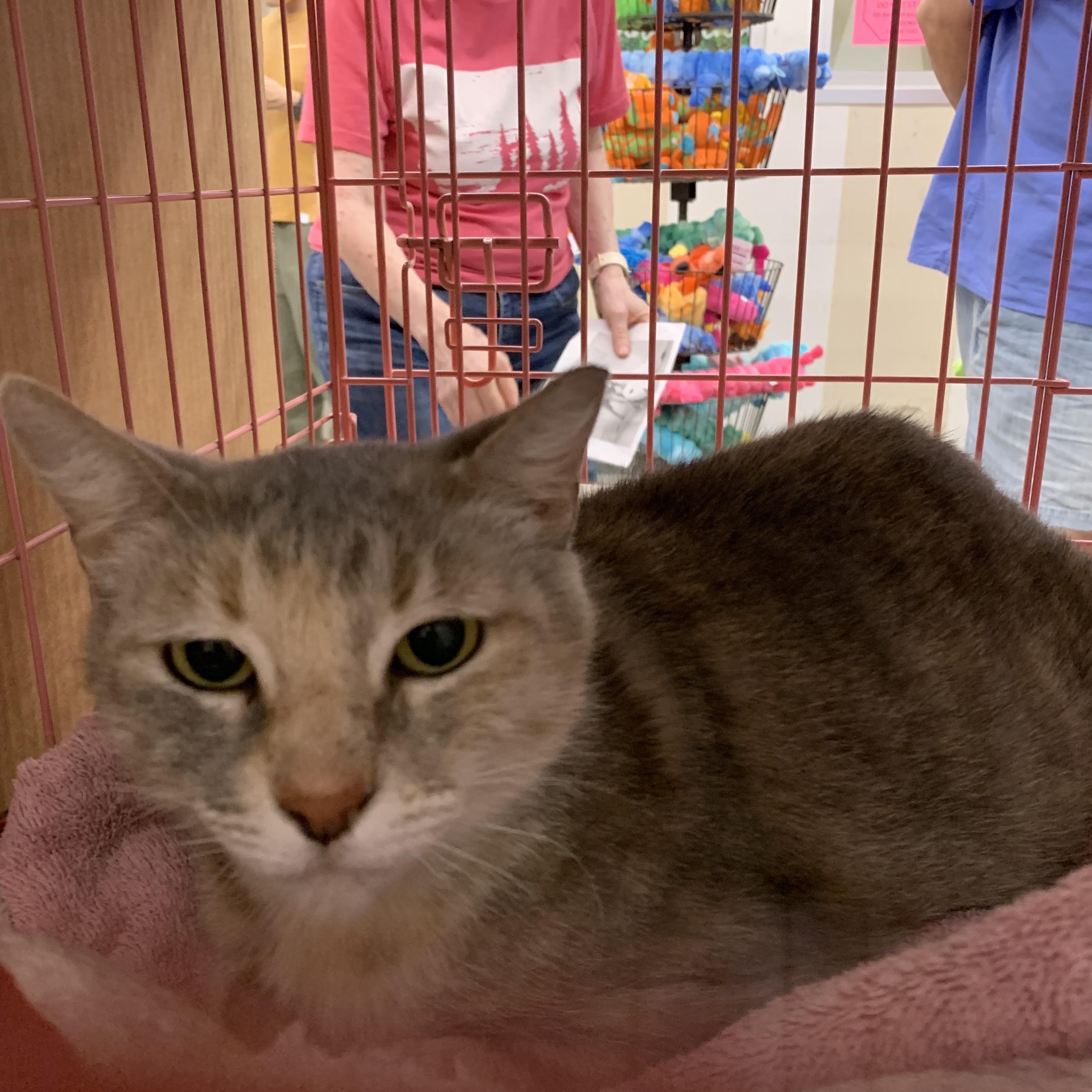 Enlarge Chelsea, a ADOPTABLE Domestic Short Hair in Huffman, TX image 1/2