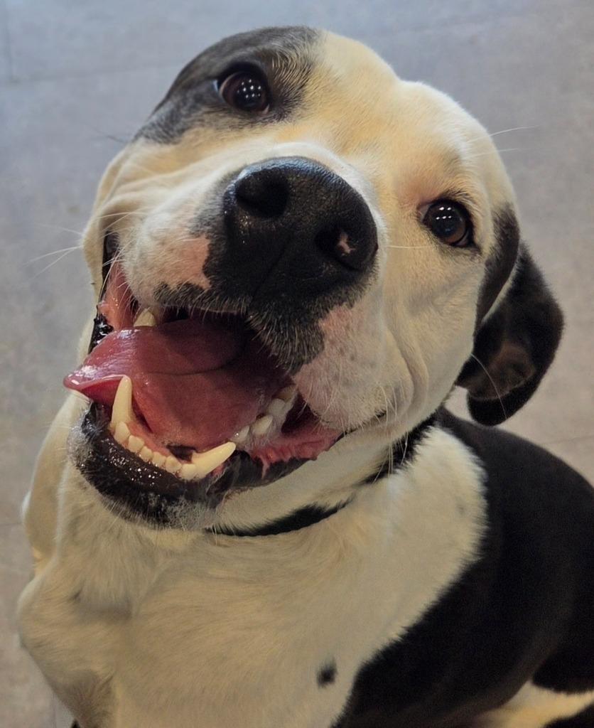 Bandit, Adoptable, Young Male Mixed Breed.