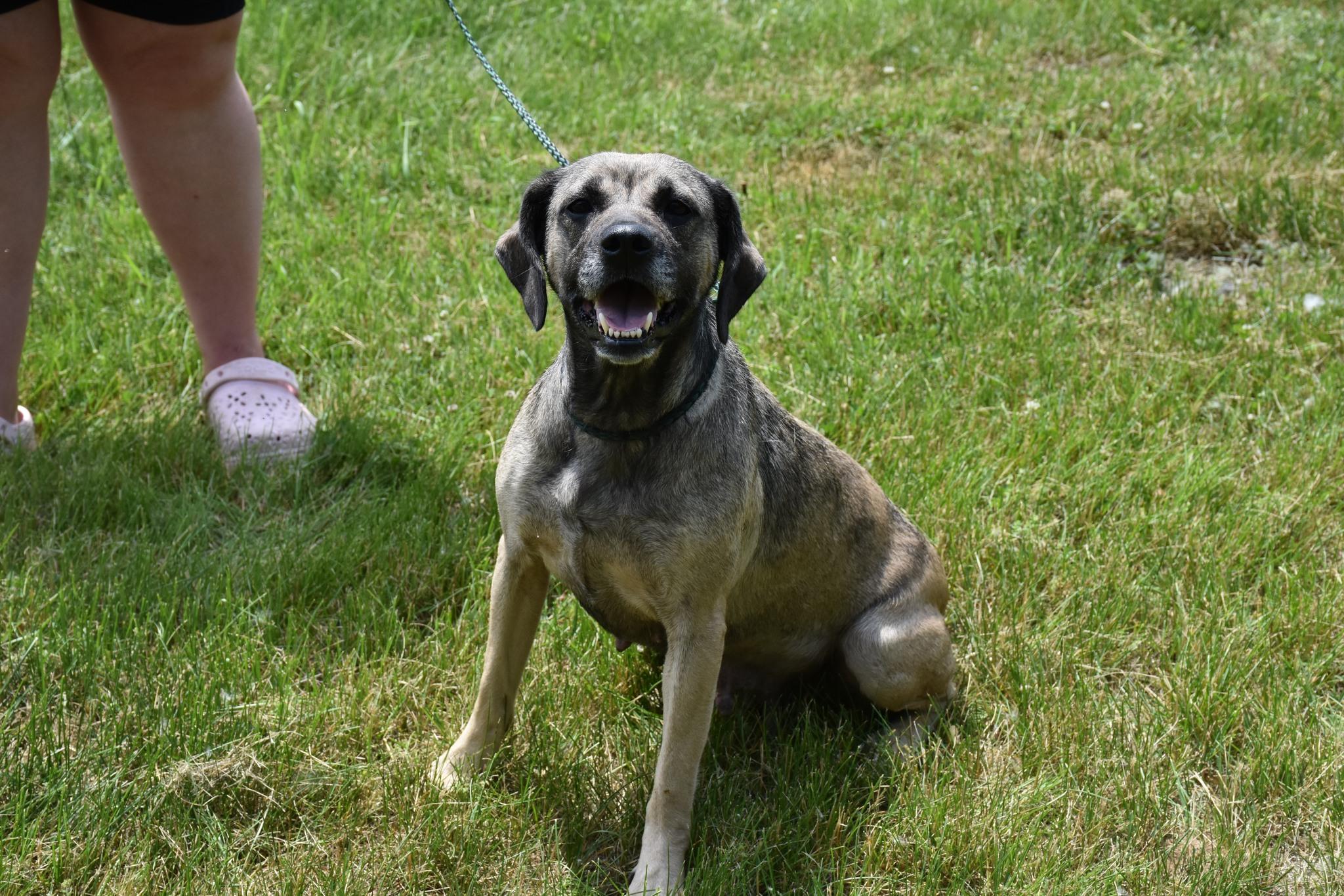 Hazel