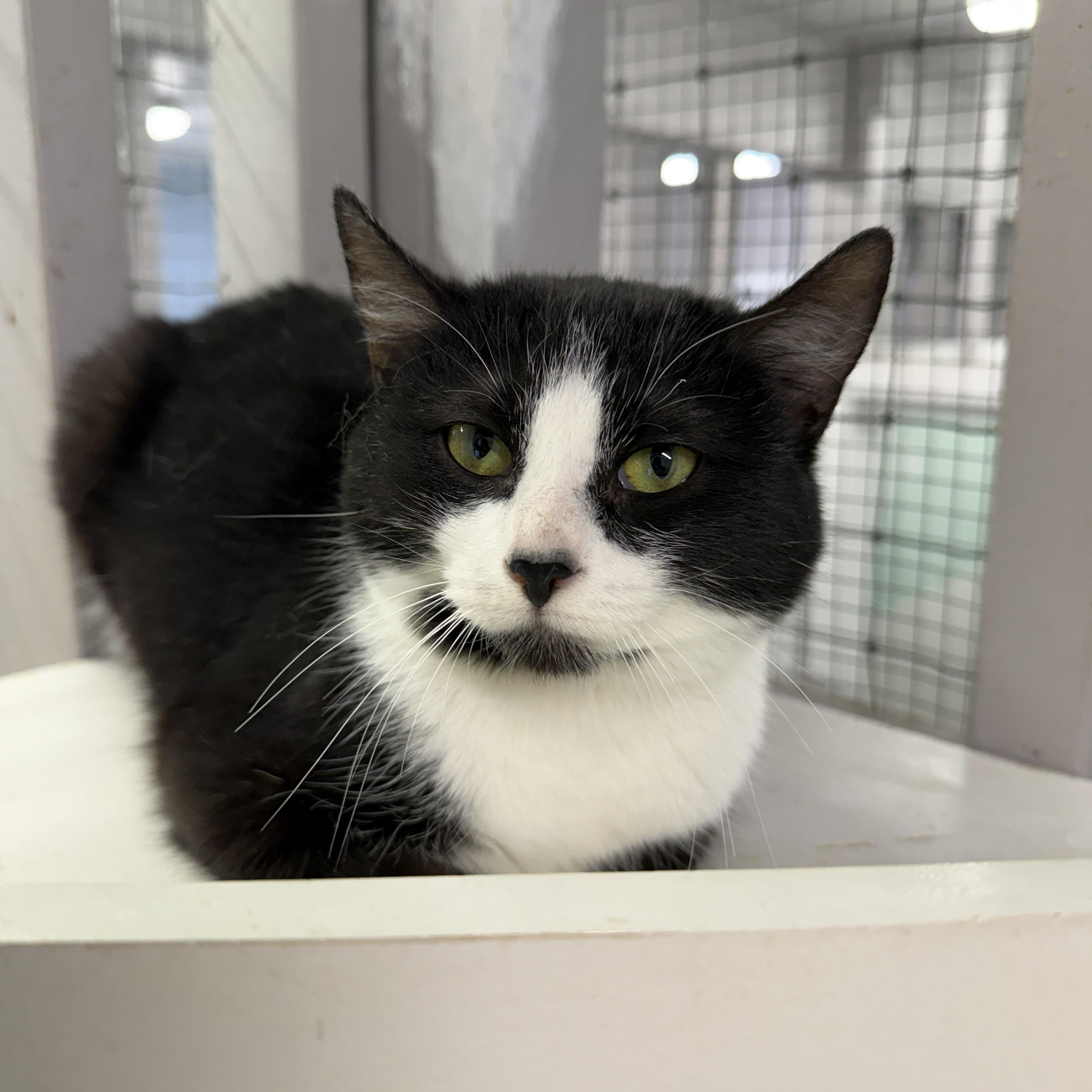 Clover, Adoptable, Young Female Domestic Short Hair.