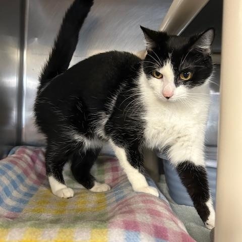 Enlarge Missy, a ADOPTABLE Domestic Short Hair in Stanhope, NJ image 2/3