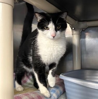 Enlarge Missy, a ADOPTABLE Domestic Short Hair in Stanhope, NJ image 3/3