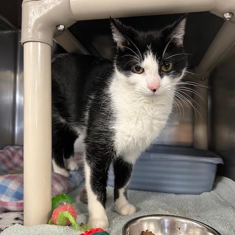 Missy, ADOPTABLE, Young Female Domestic Short Hair.