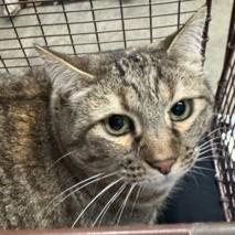 Five Toes - In Foster