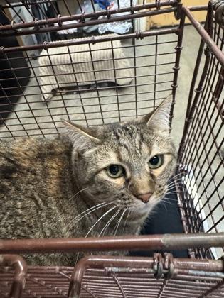 Five Toes - In Foster — thumbnail 2