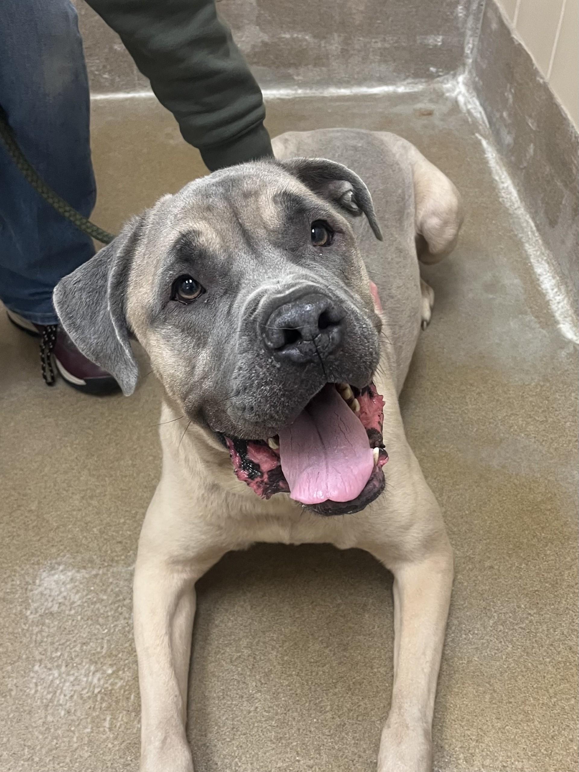 Marty, a ADOPTABLE mixed breed in Winchester, VA image 4/5