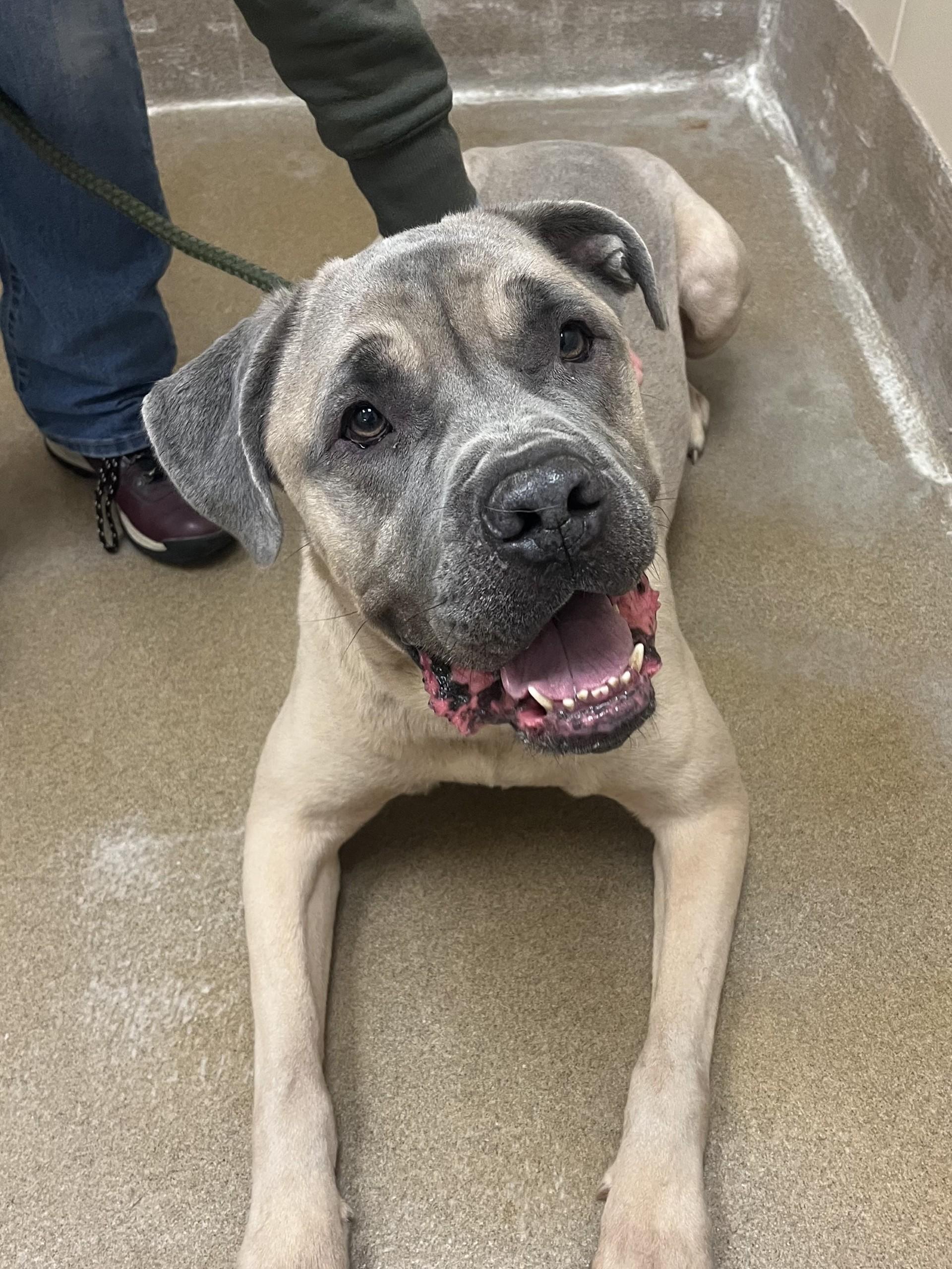 Marty, a ADOPTABLE mixed breed in Winchester, VA image 5/5