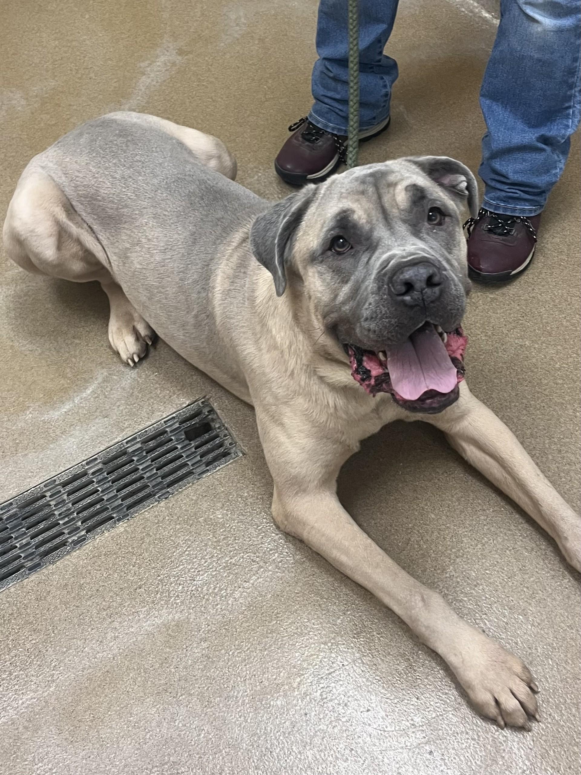 Marty, a ADOPTABLE mixed breed in Winchester, VA image 2/5