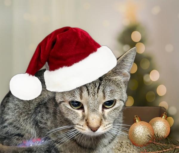 Mia, Adoptable, Young Female Domestic Short Hair.