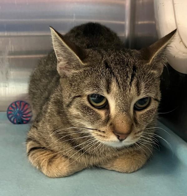 Enlarge Mia, a Adoptable mixed breed in Staten Island, NY image 3/3