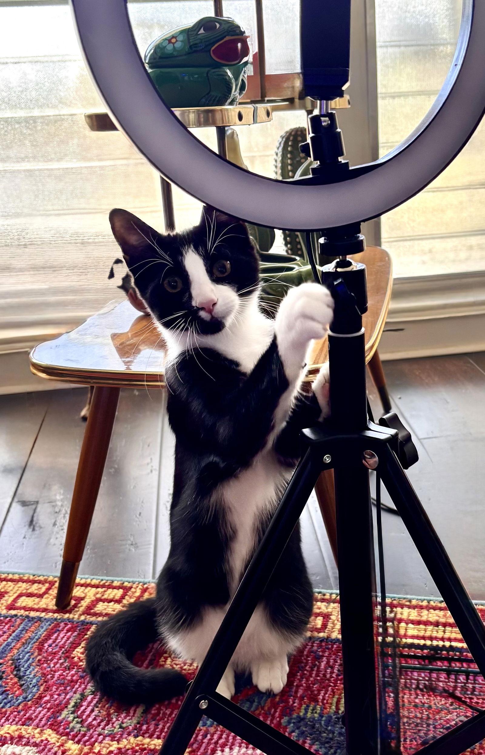 Larry, Adoptable, Kitten Male Domestic Short Hair & Tuxedo.