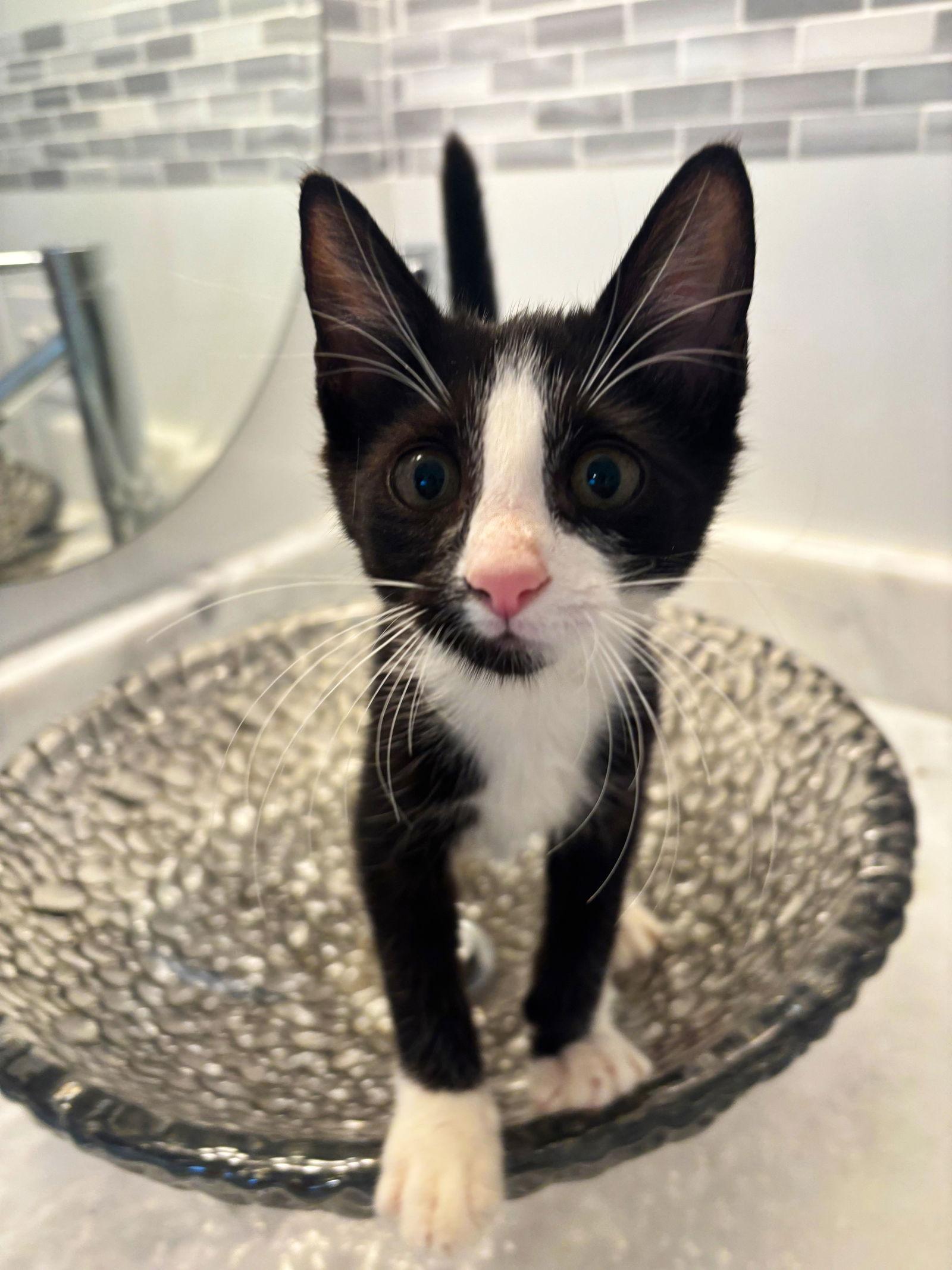 Enlarge Larry, a Adoptable mixed breed in Lighthouse Point, FL image 2/3