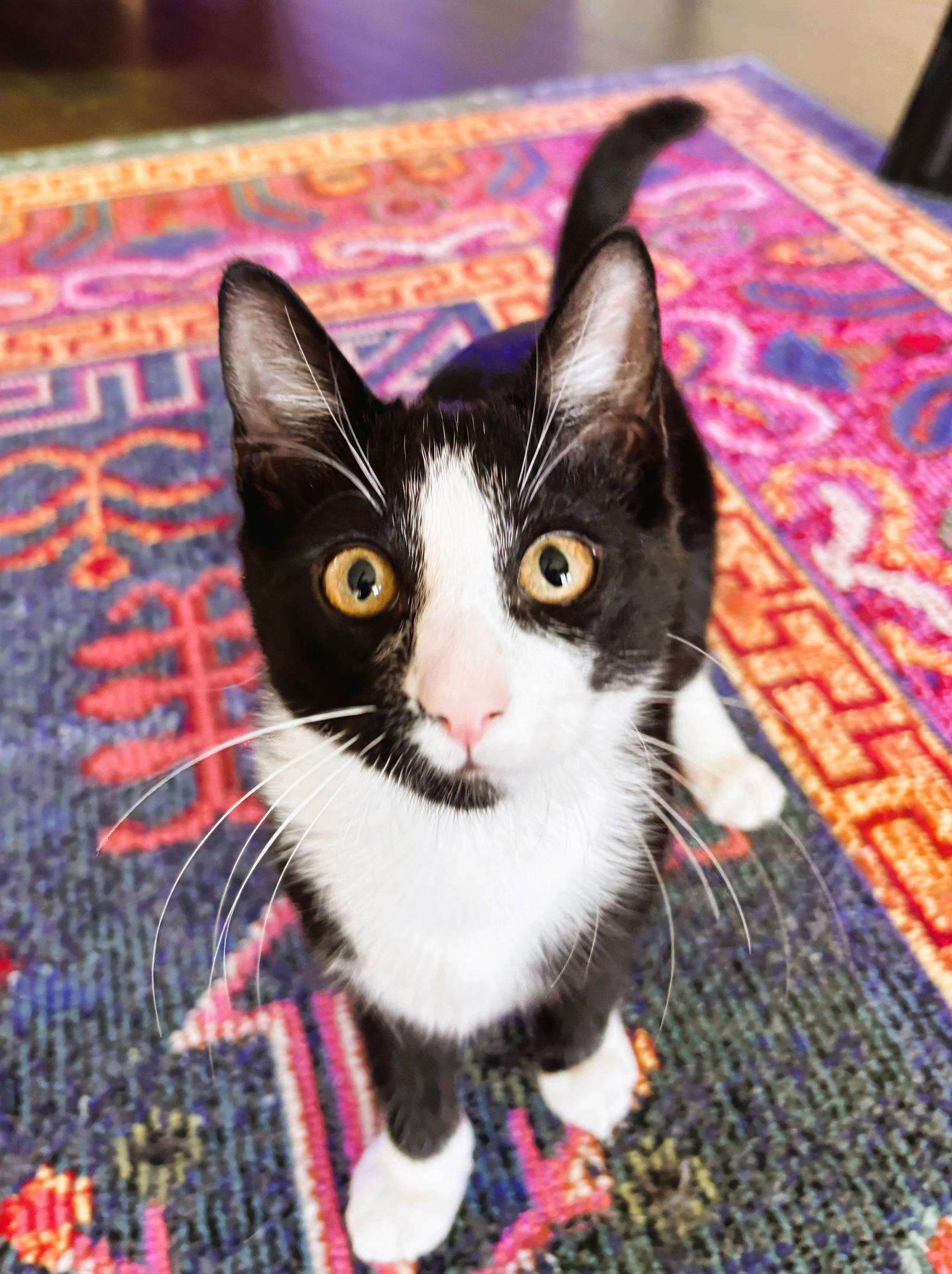 Enlarge Larry, a Adoptable mixed breed in Lighthouse Point, FL image 3/3