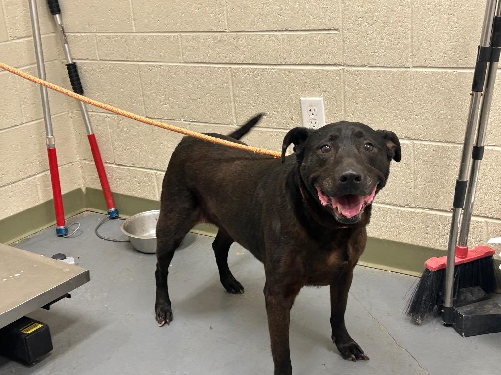 Enlarge 2026-04-083 *Maggs*, a Adoptable Labrador Retriever in Winder, GA image 1/2