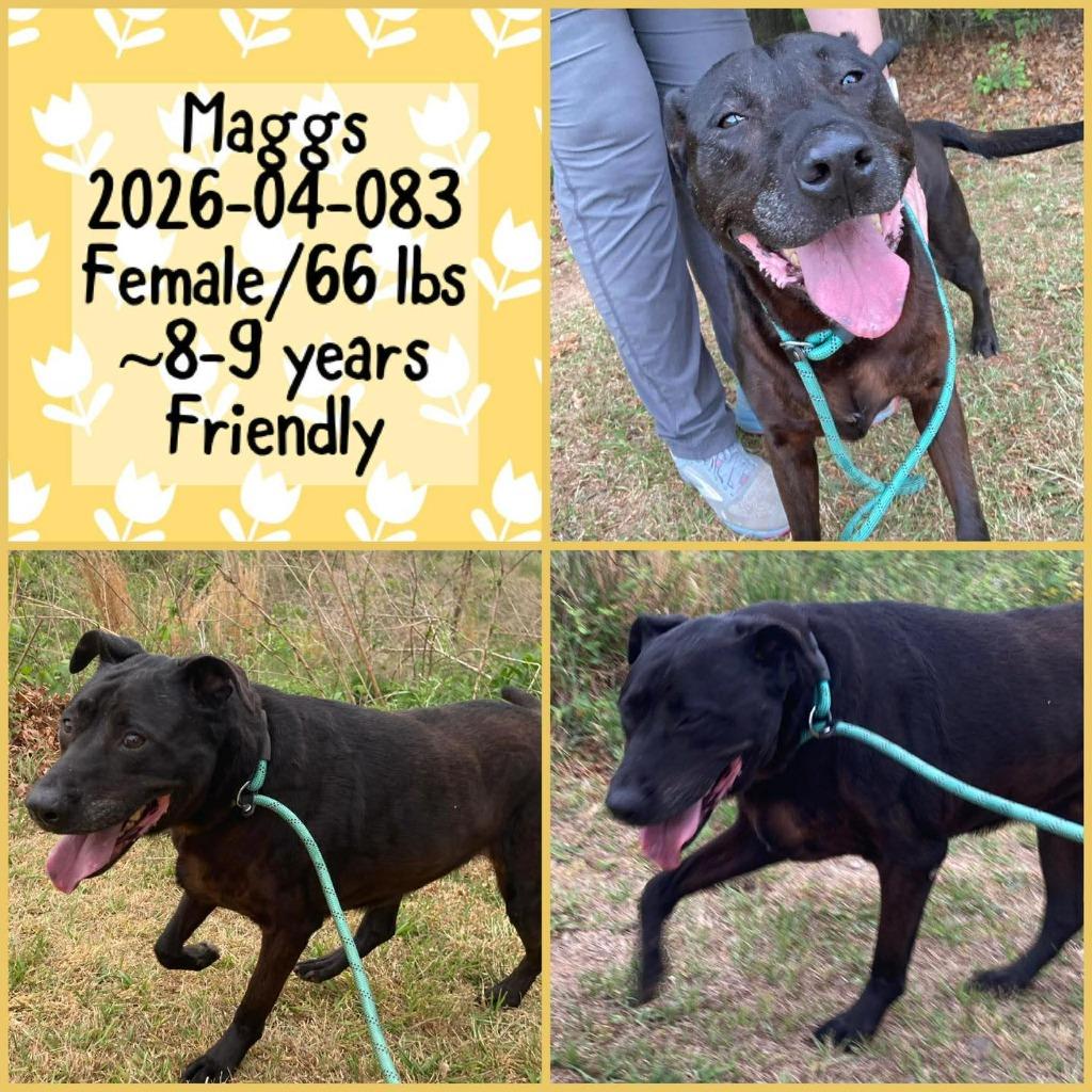 Enlarge 2026-04-083 *Maggs*, a Adoptable Labrador Retriever in Winder, GA image 2/2