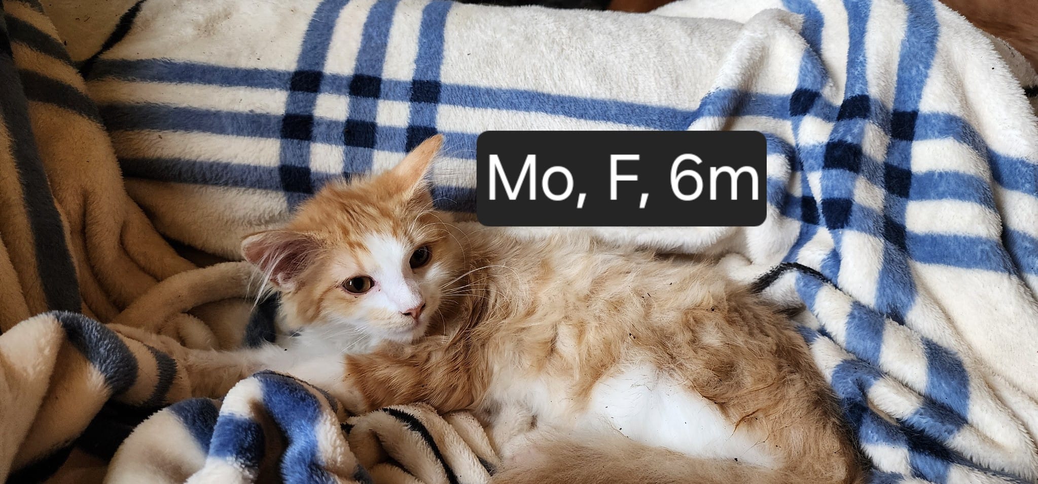 Mo, Adopted, Young Female Domestic Medium Hair.