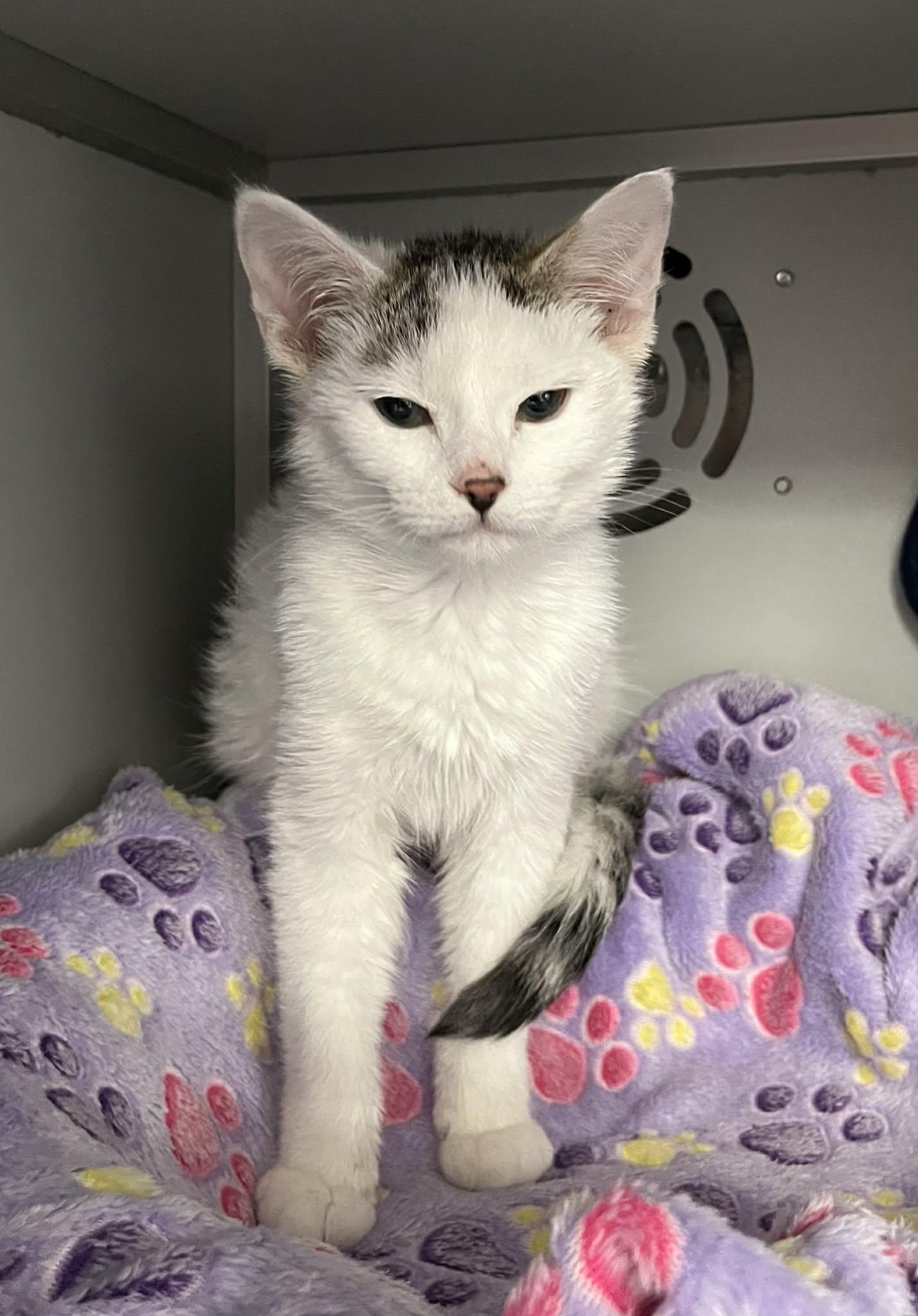 Enlarge Smudge , an adopted mixed breed in Moundsville, WV image 1/1