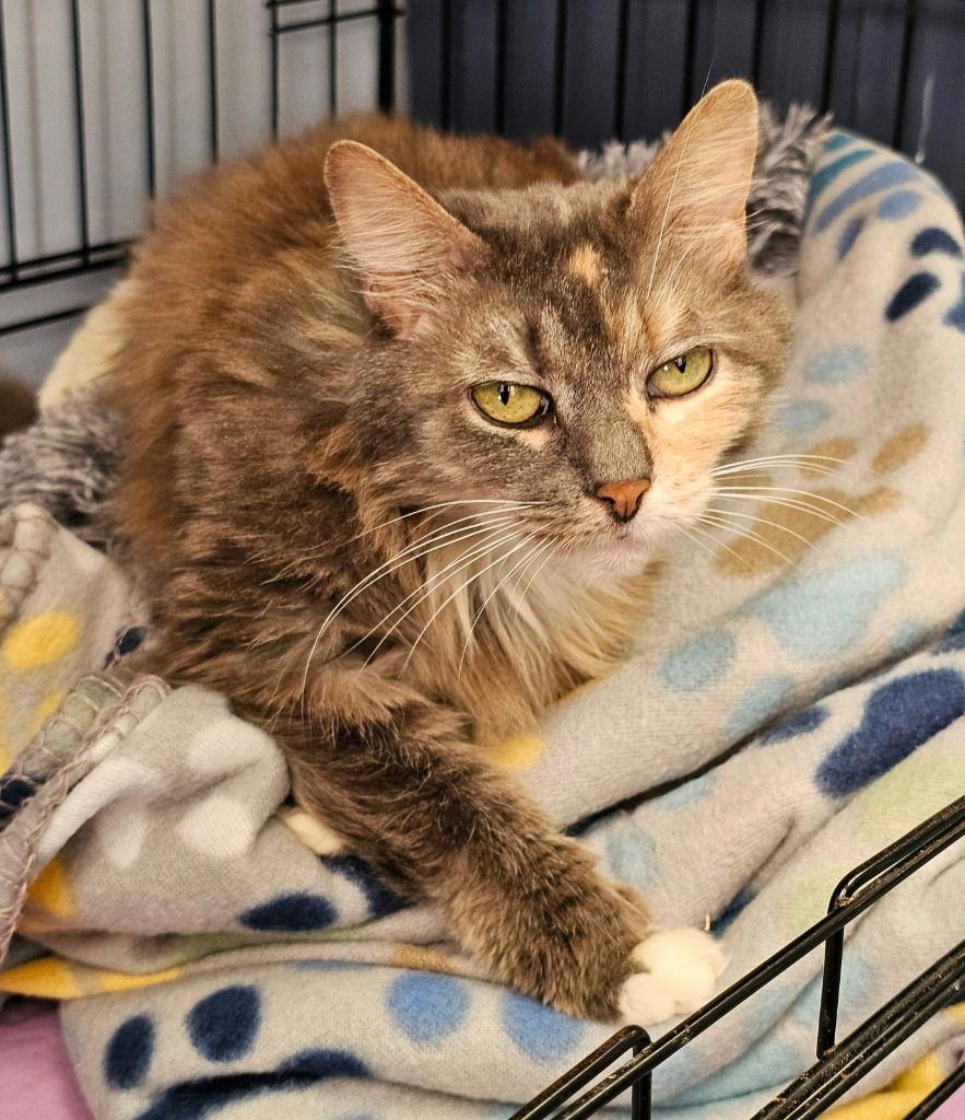 Arie, a Adoptable Domestic Long Hair in Lovingston, VA image 1/3