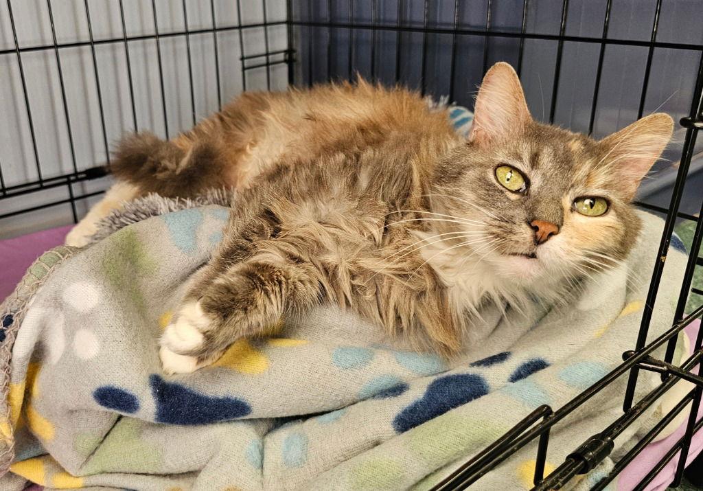 Arie, Adoptable, Adult Female Domestic Long Hair.