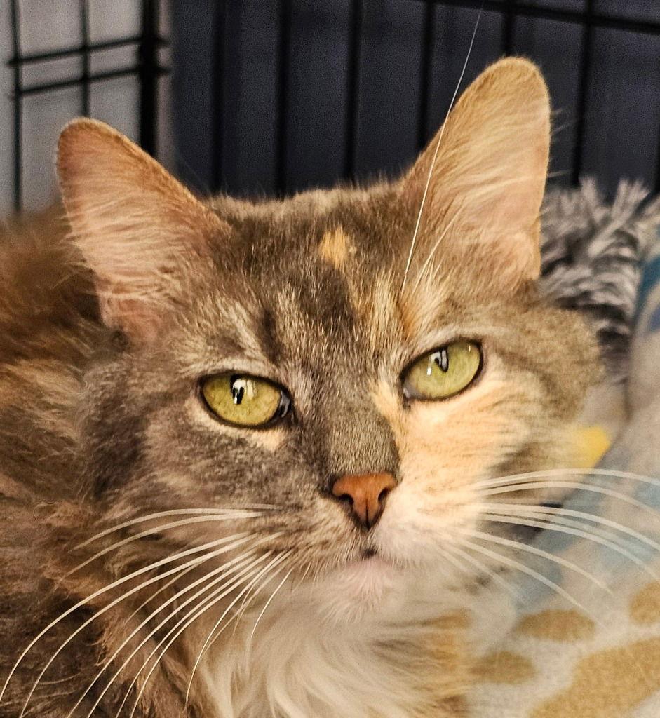 Arie, a Adoptable Domestic Long Hair in Lovingston, VA image 3/3