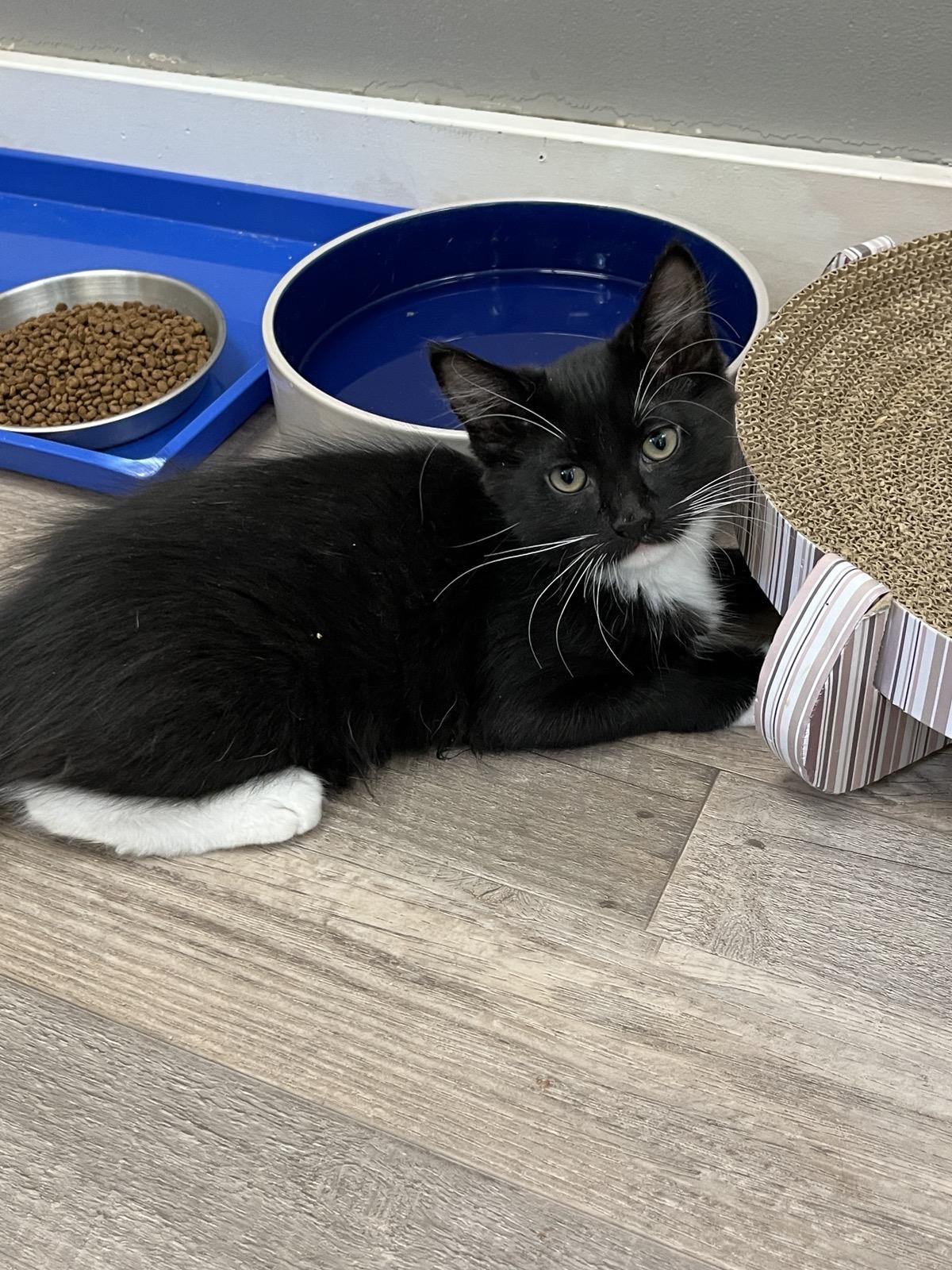 Enlarge Scotchmallow, a Adoptable Domestic Medium Hair in Petaluma, CA image 3/5