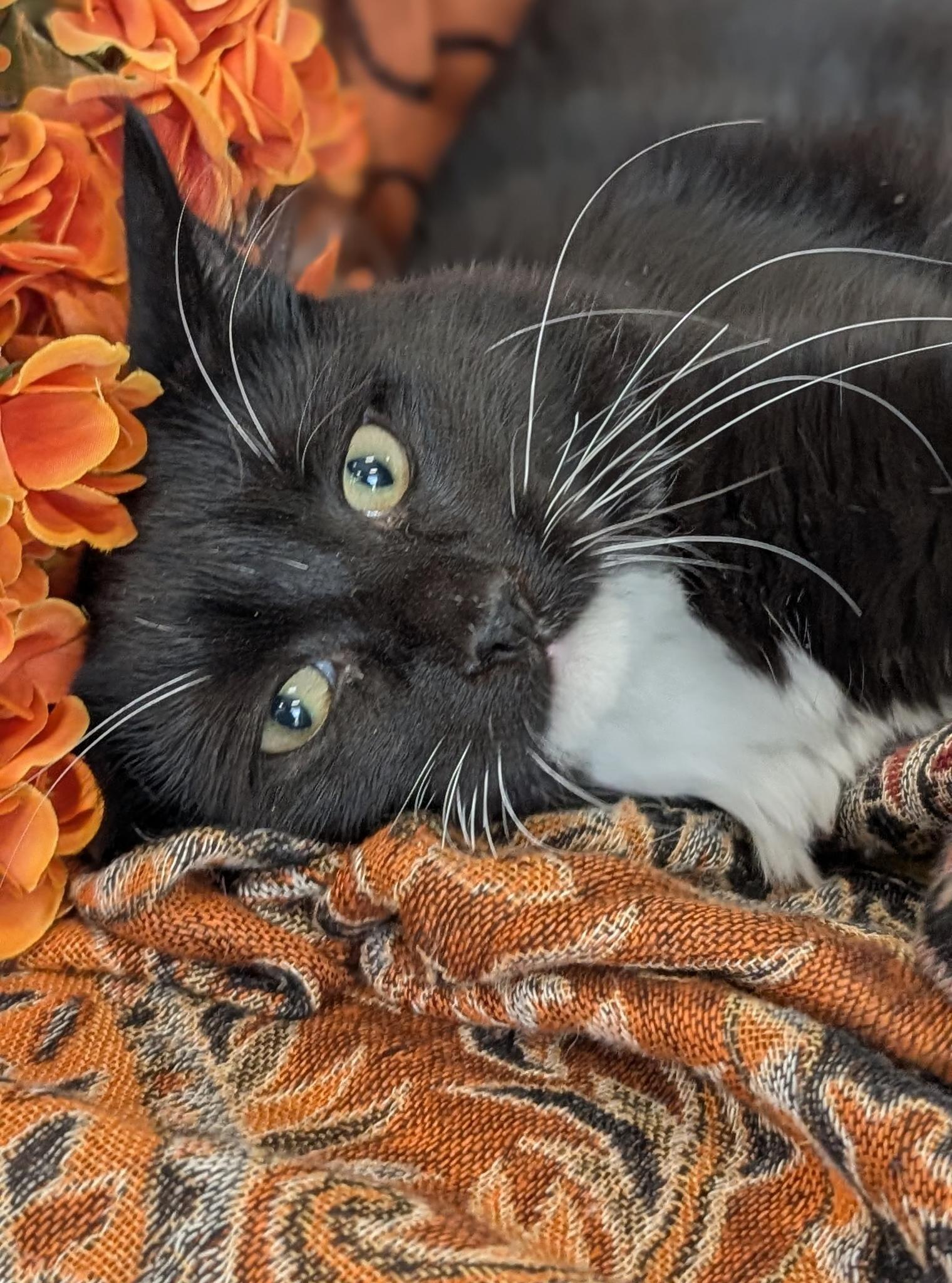 Scotchmallow, Adoptable, Kitten Male Domestic Medium Hair.