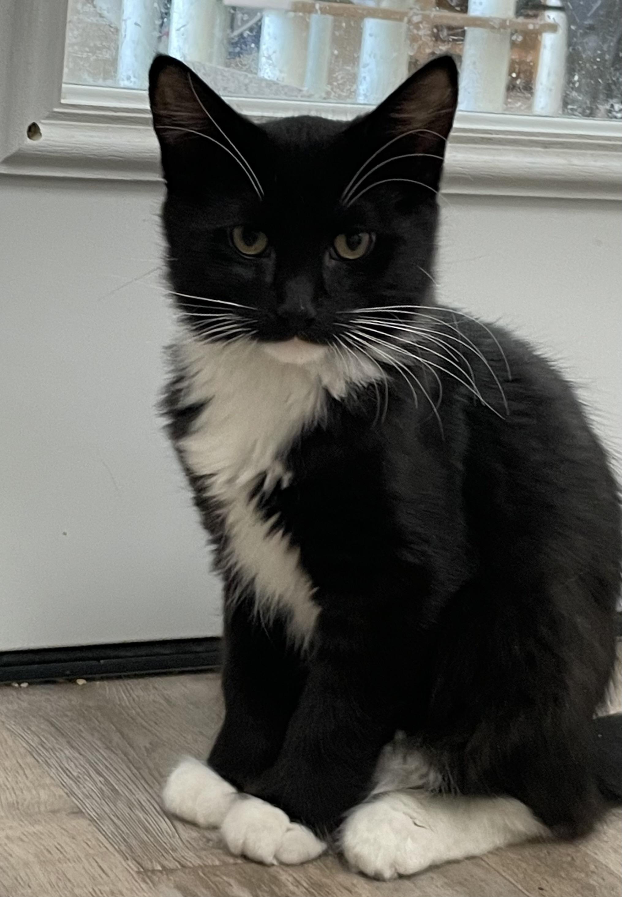 Enlarge Scotchmallow, a Adoptable Domestic Medium Hair in Petaluma, CA image 5/5