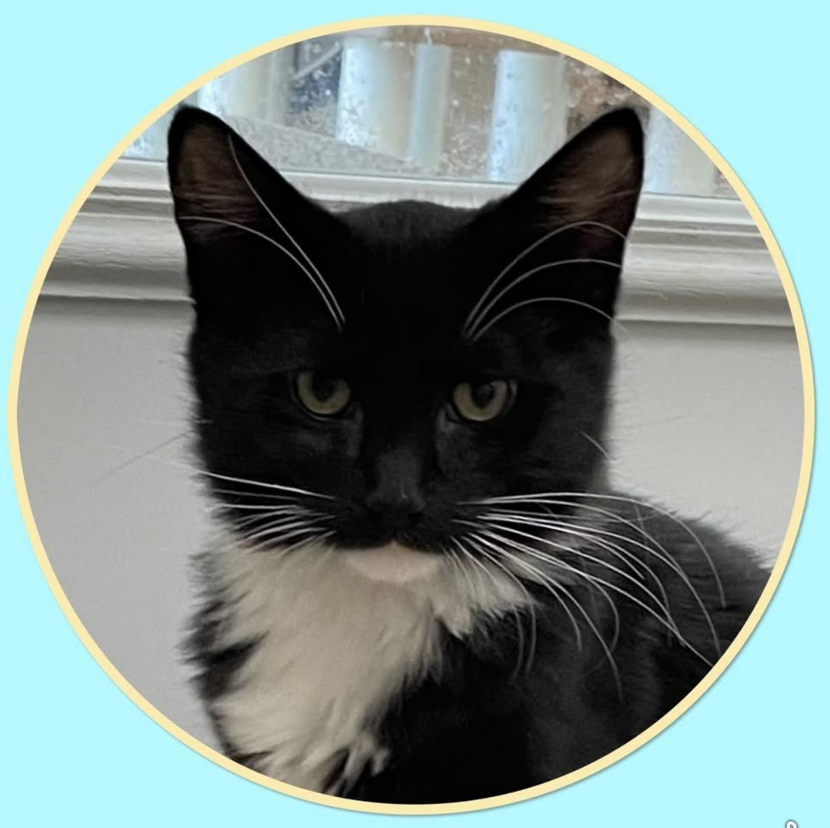Enlarge Scotchmallow, a Adoptable Domestic Medium Hair in Petaluma, CA image 2/5